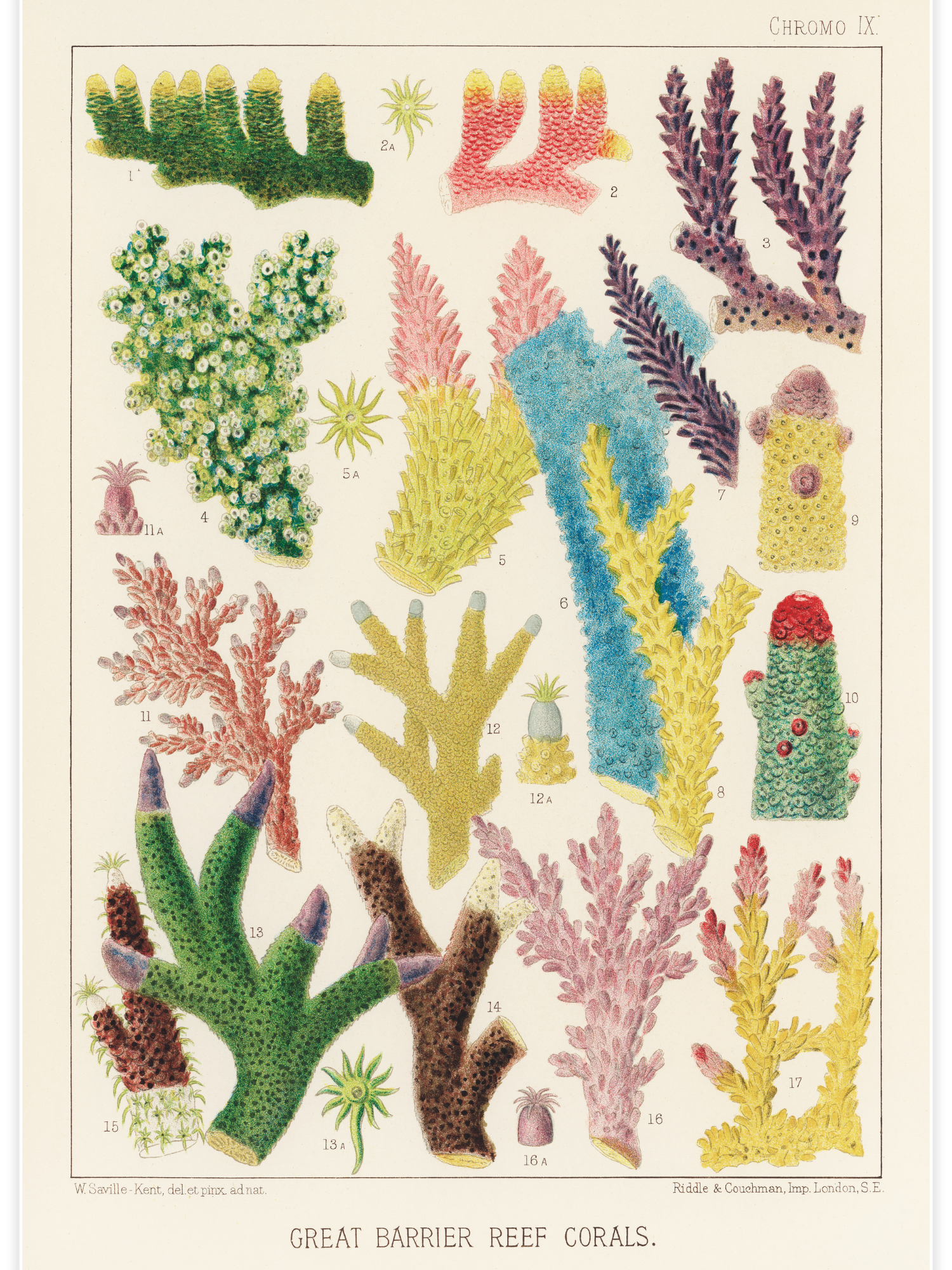 Bild på Great Barrier Reef Corals