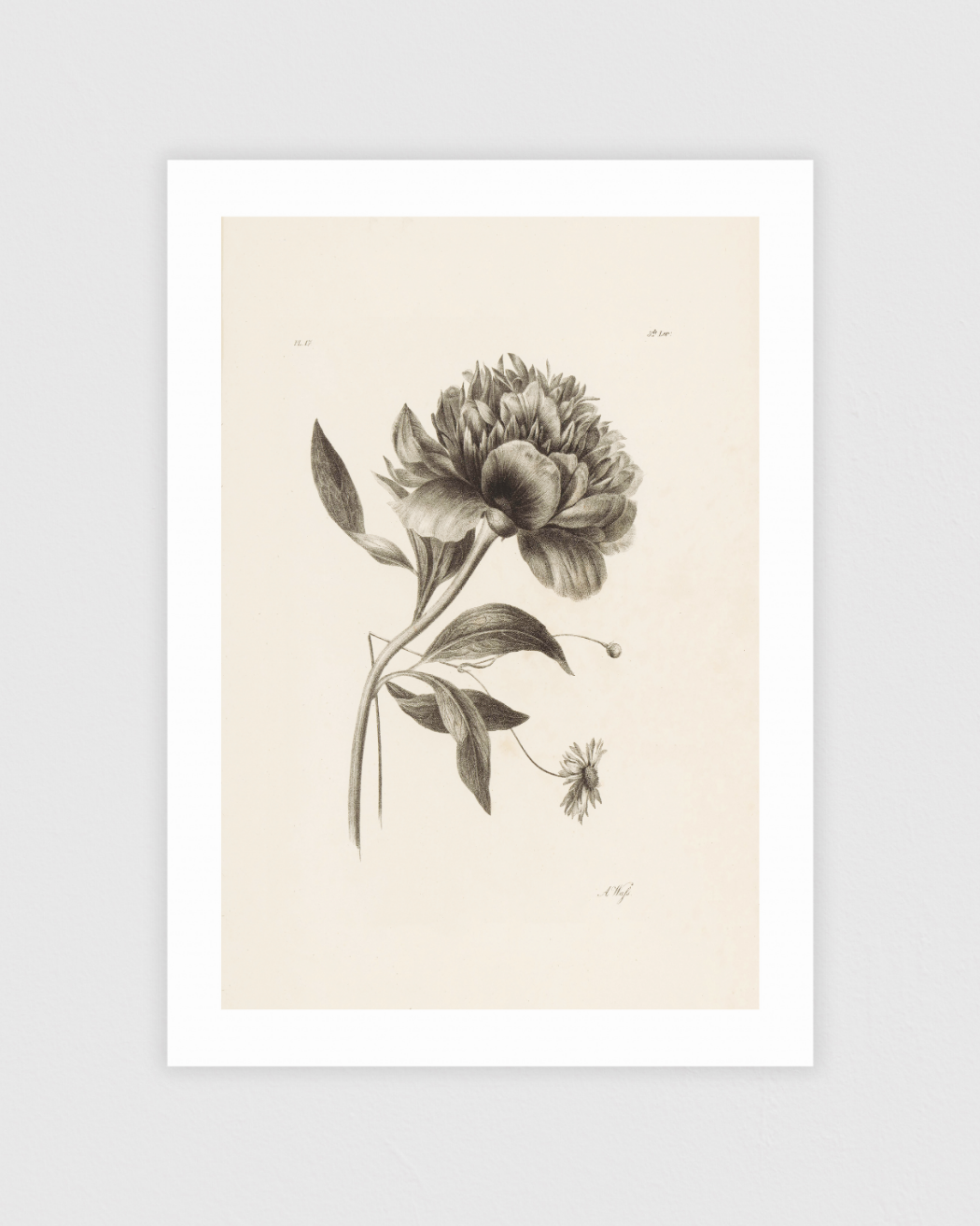 Bild på Peony