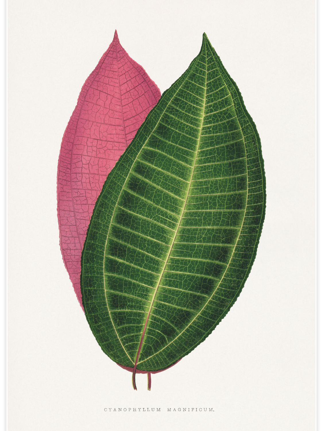 Bild på Calophyllum Inophyllum