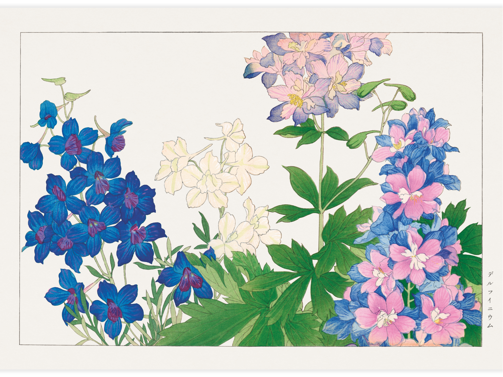Bild på Delphinium flower