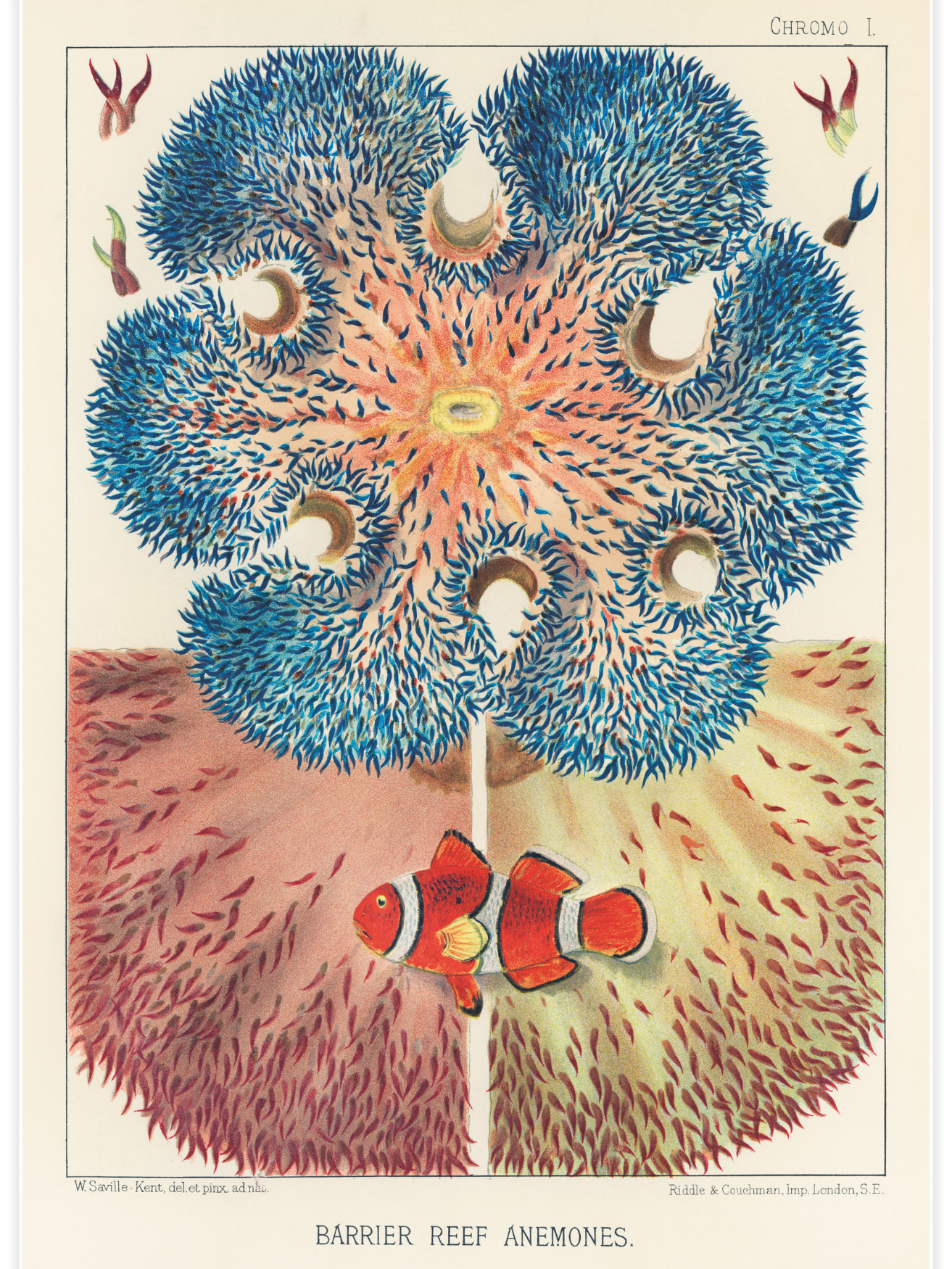 Bild på Barrier Reef Anemones No.2