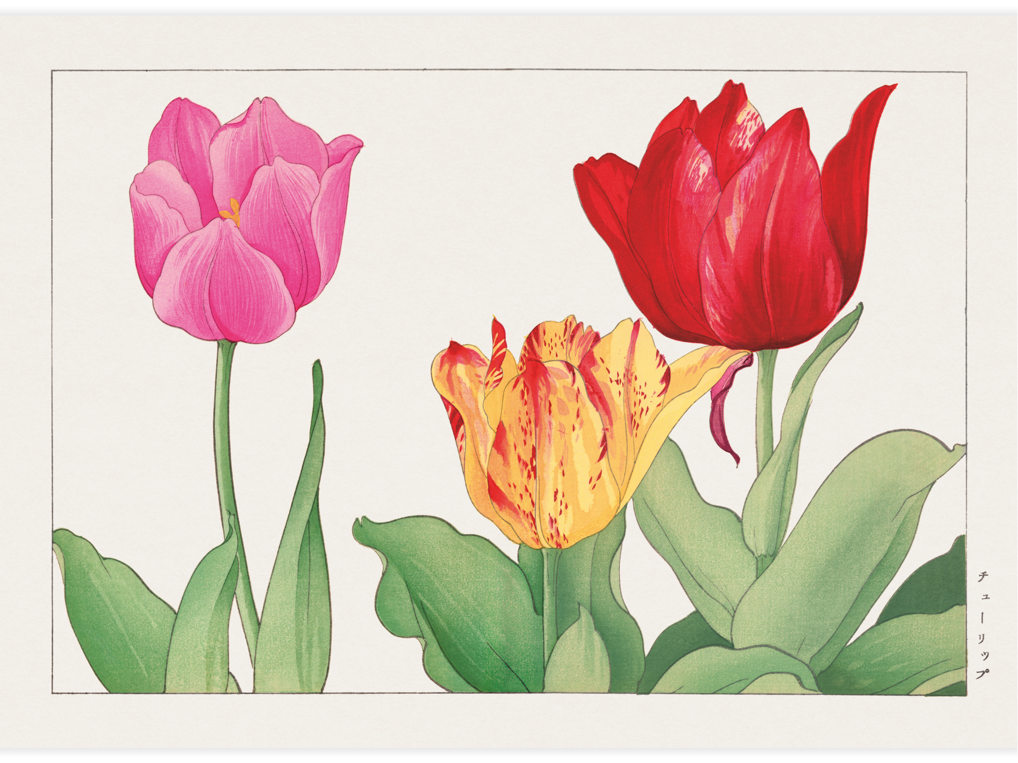 Bild på Tulip flower