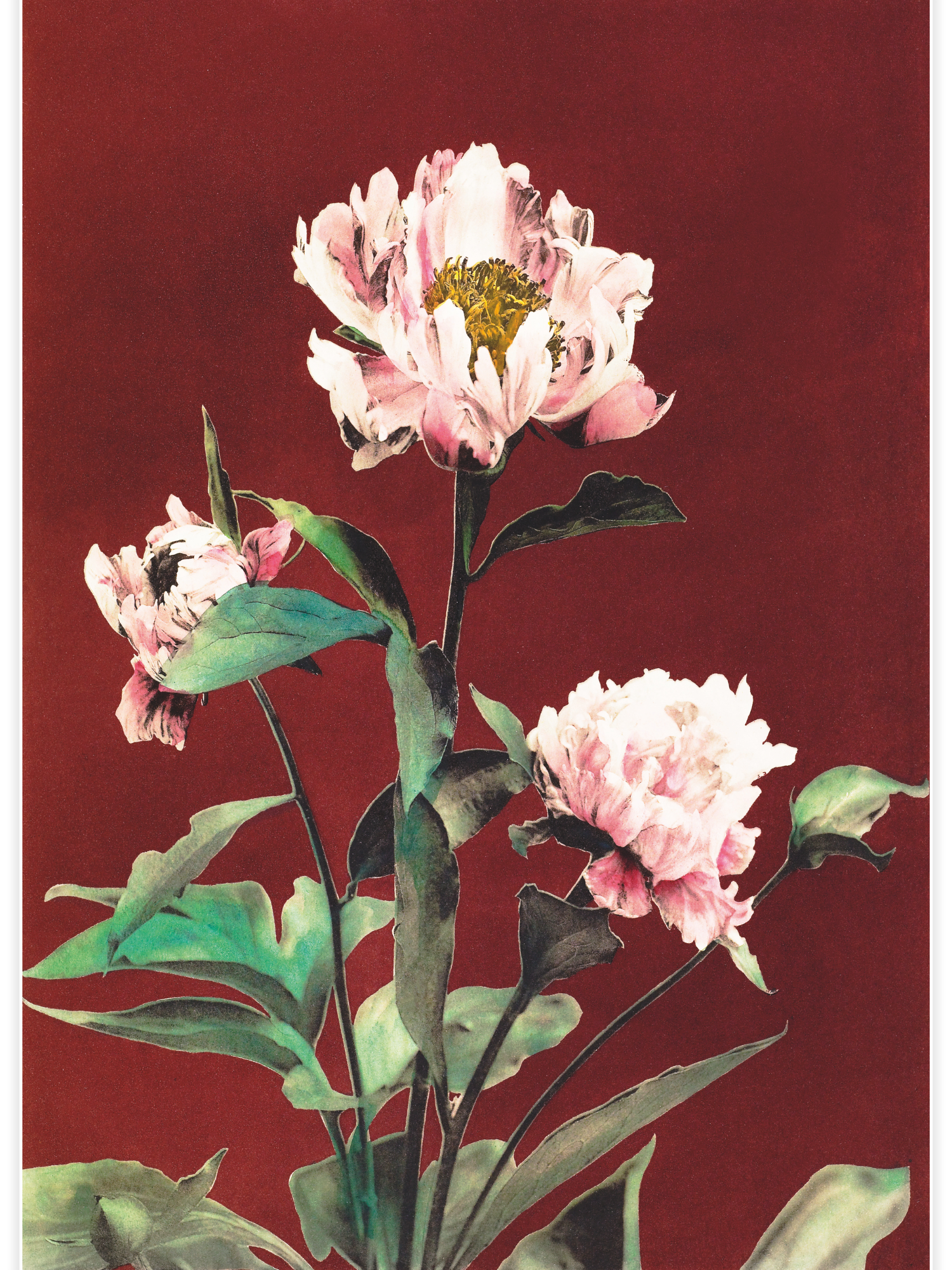 Bild på Hærdaceous Peony No.2