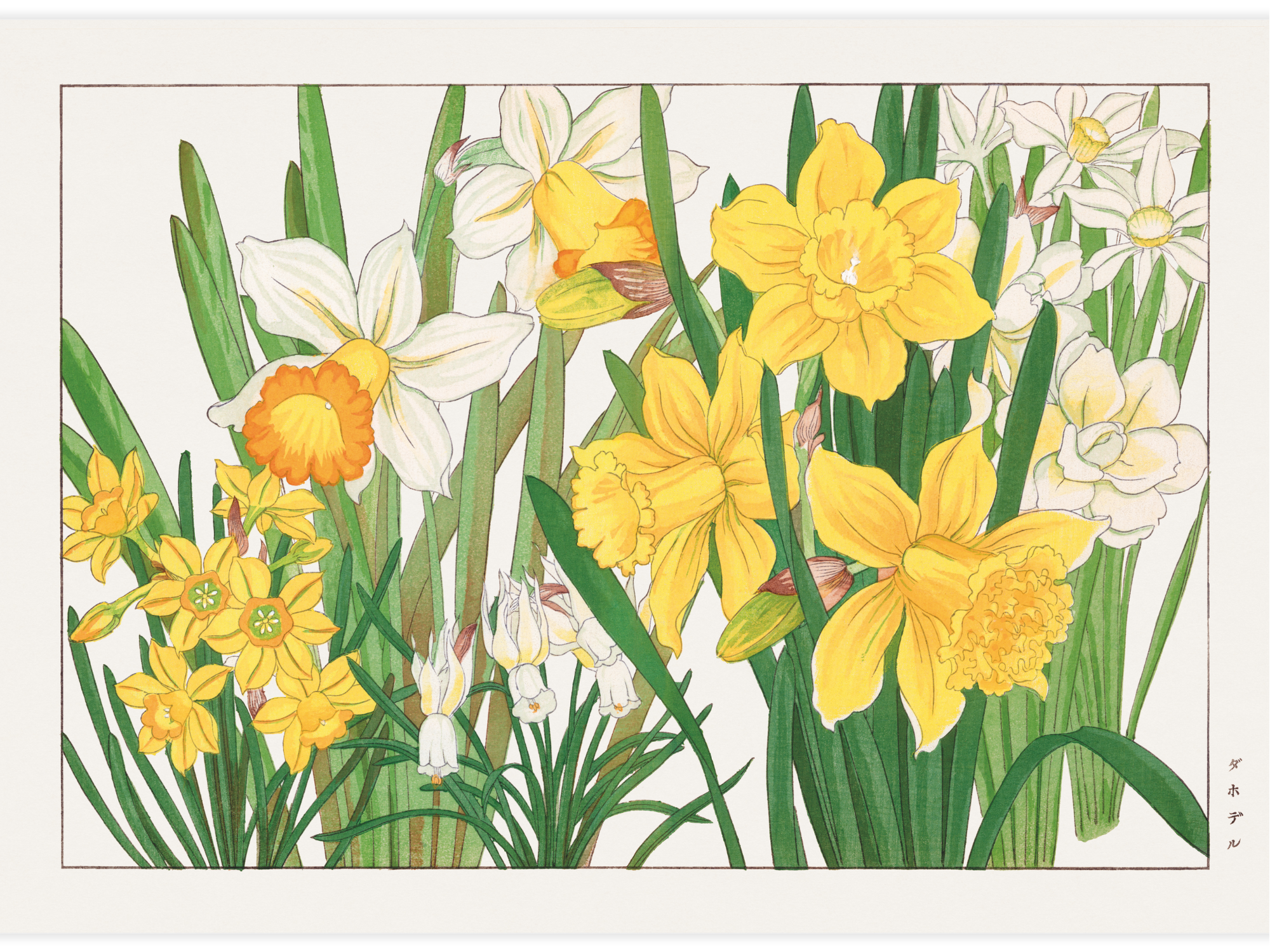 Bild på Daffodil flower