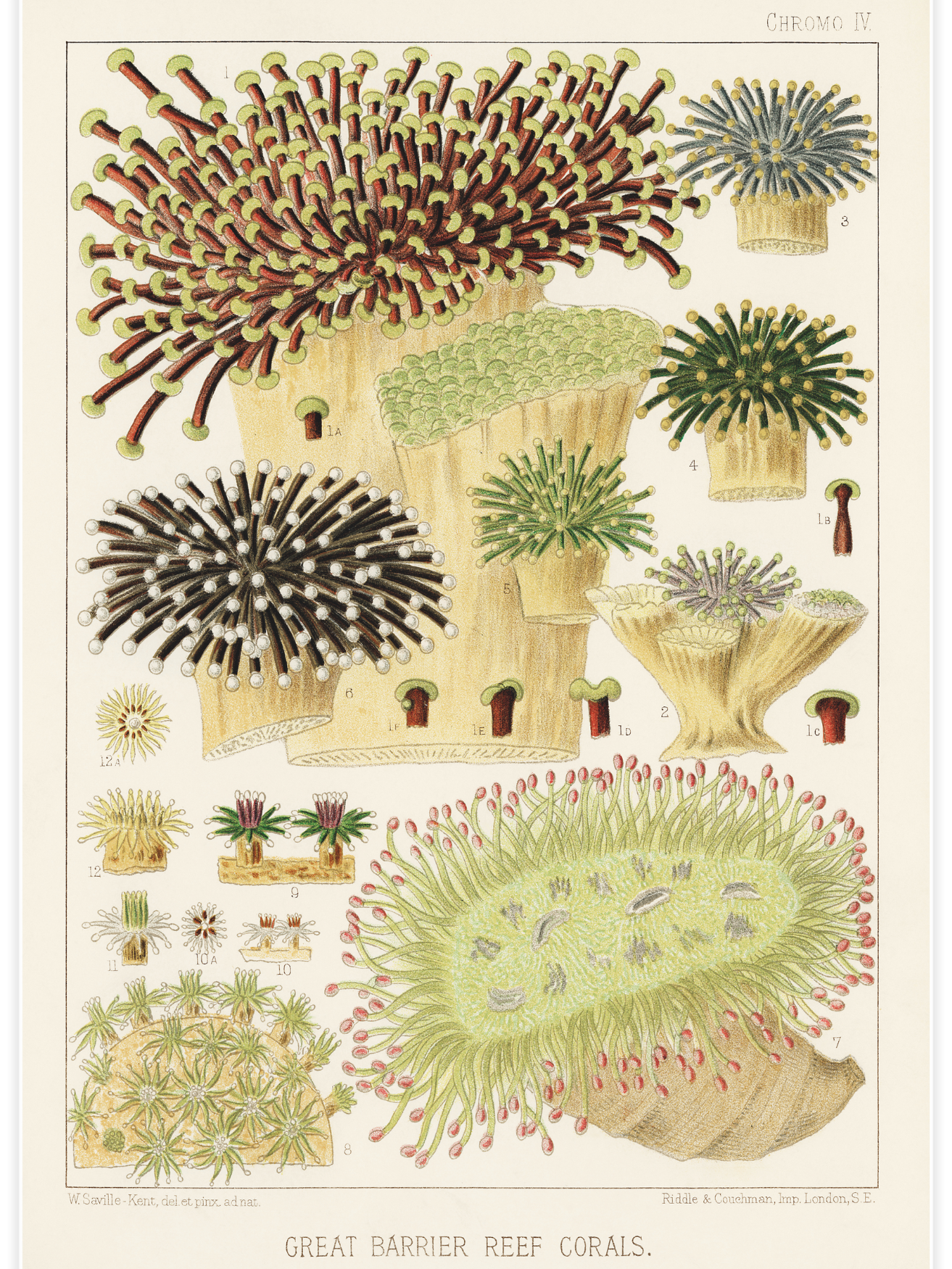 Bild på Great Barrier Reef Corals No.4
