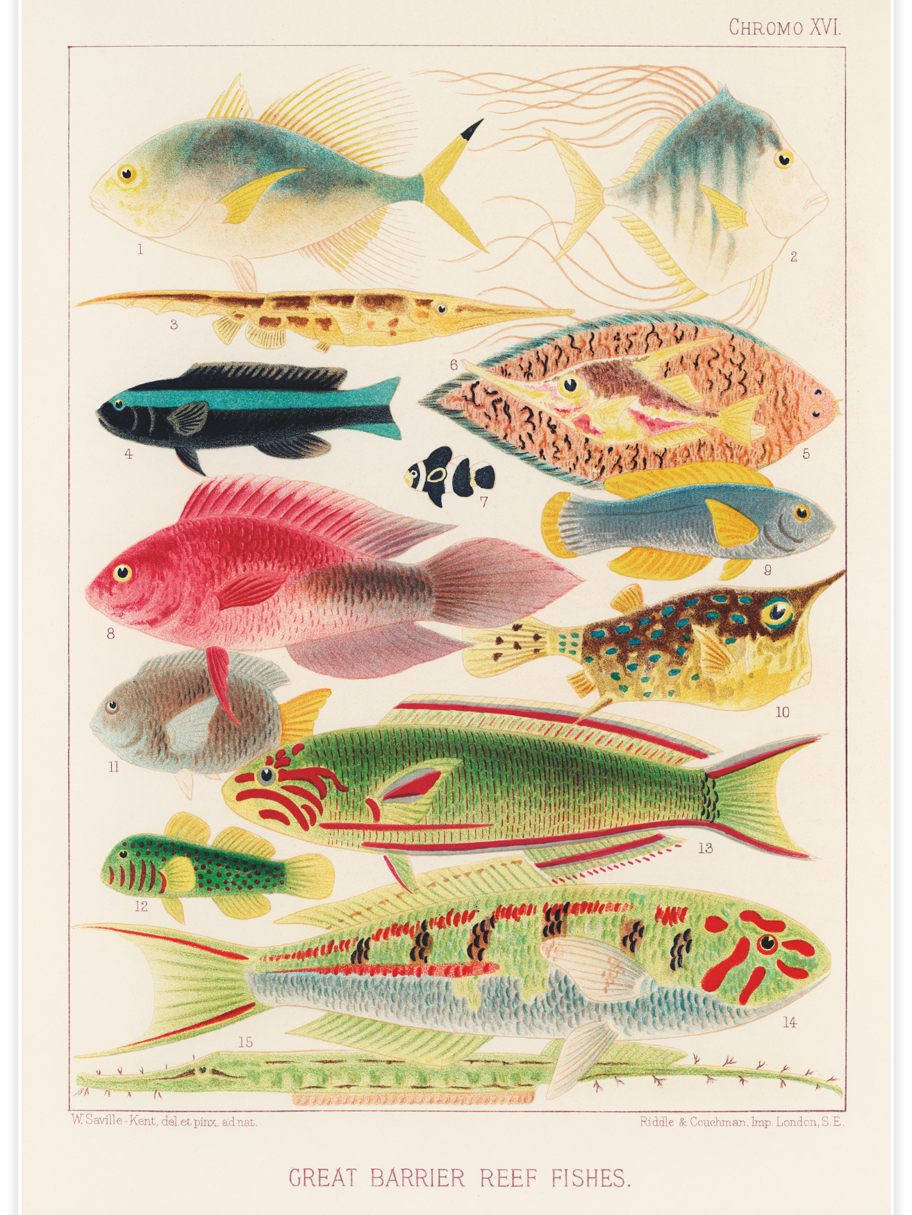 Bild på Great Barrier Reef Fishes No.2