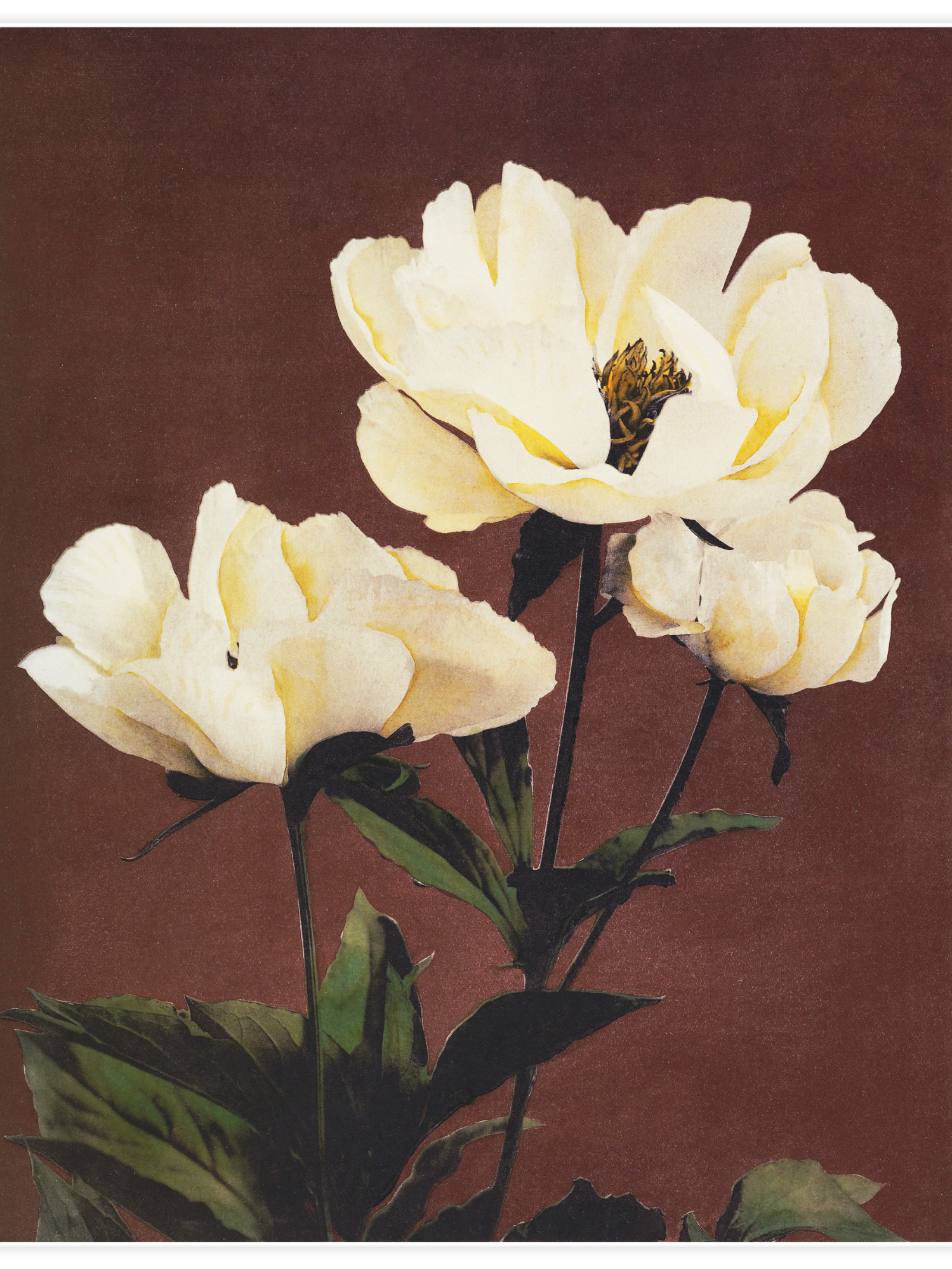 Bild på Hærdaceous Peony No.1