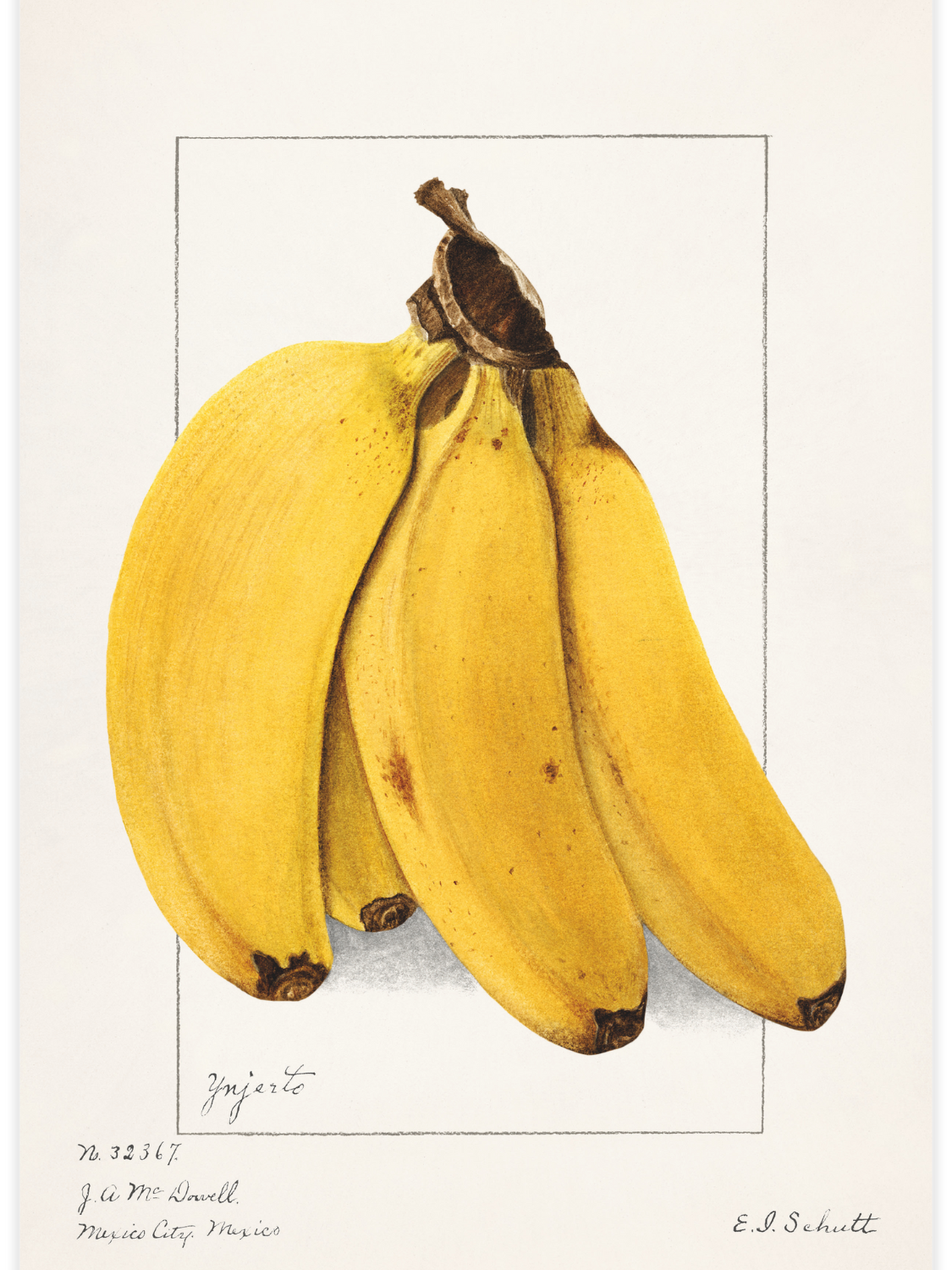 Bild på Bananas (Musa)