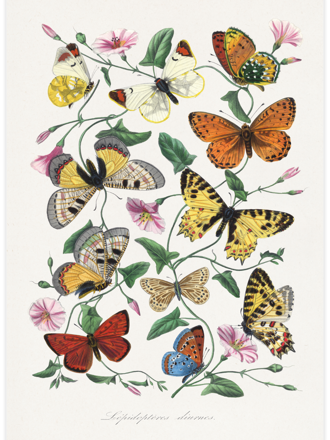 Bild på Butterfly and moth painting