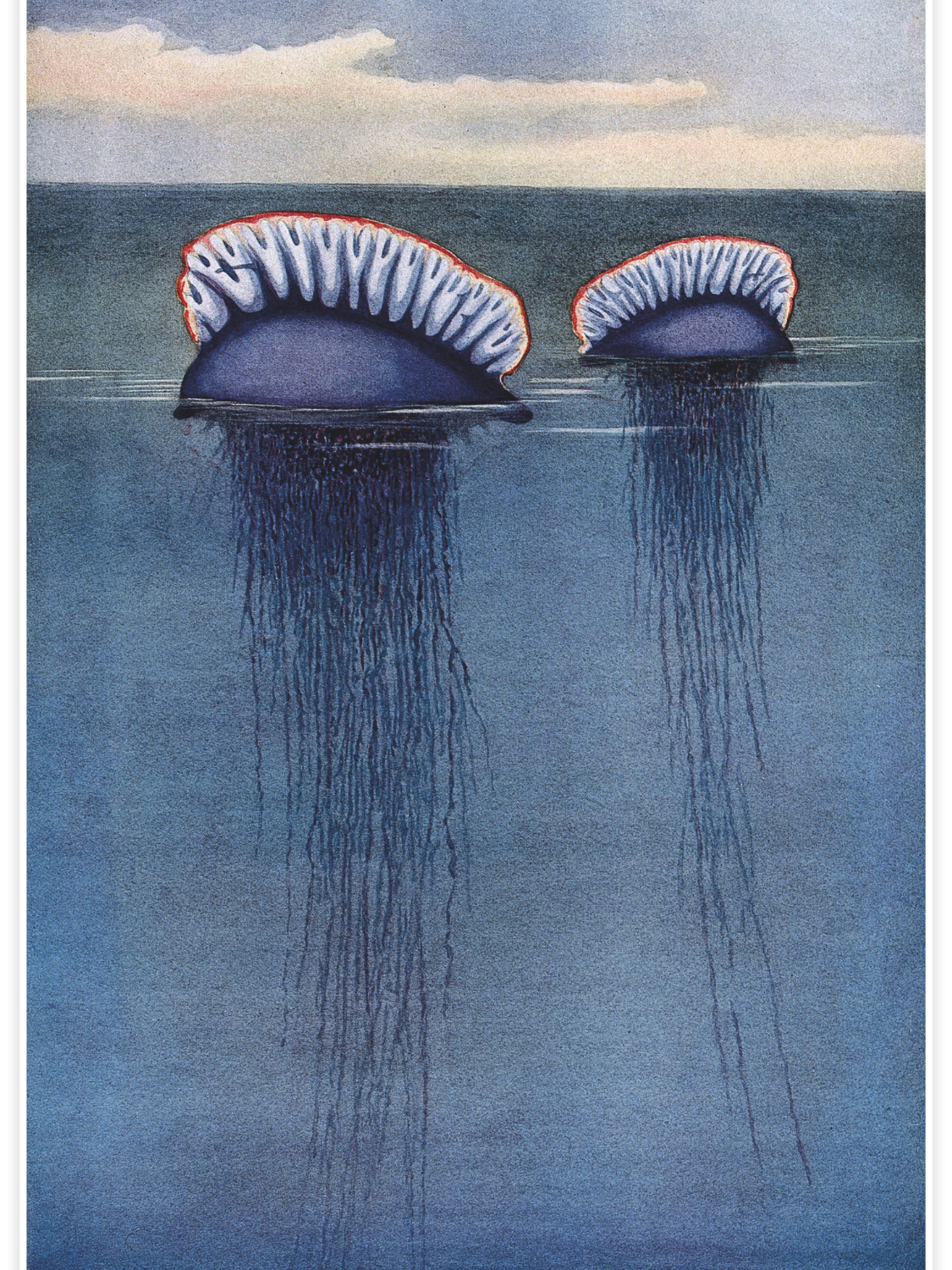 Bild på Two Portuguese man o’ war