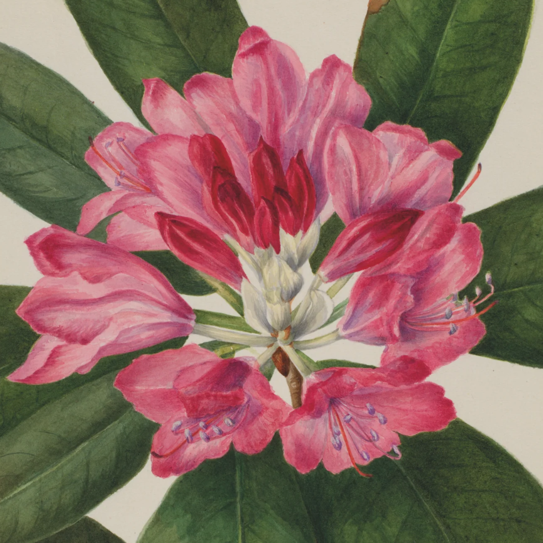 Mary Vaux Walcott Posters