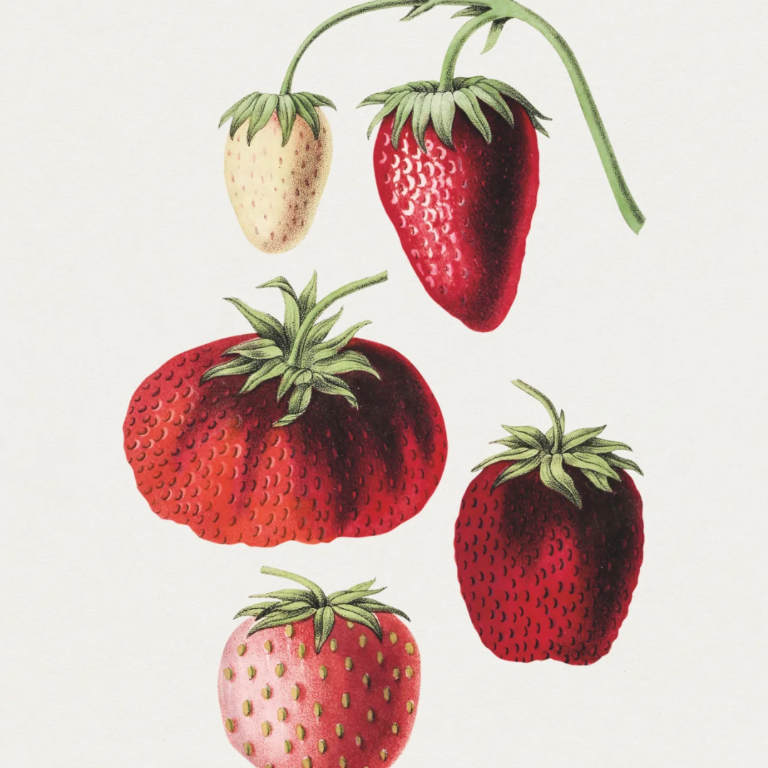 Biodiversity Heritage Library Posters