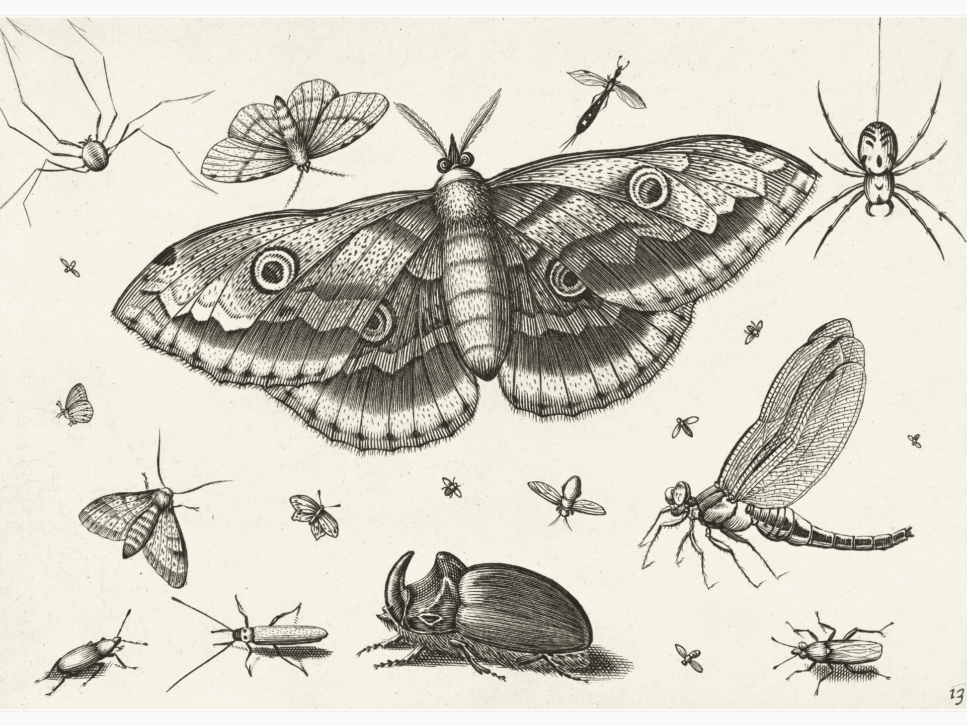 Bild på Insecten