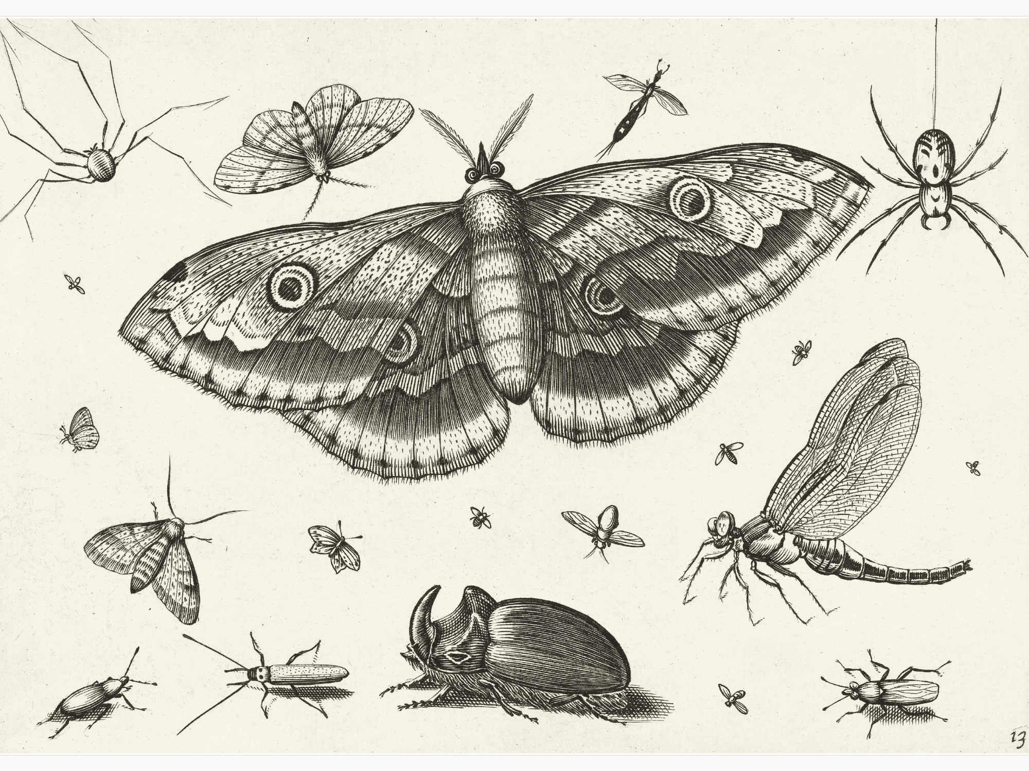 Bild på Insecten