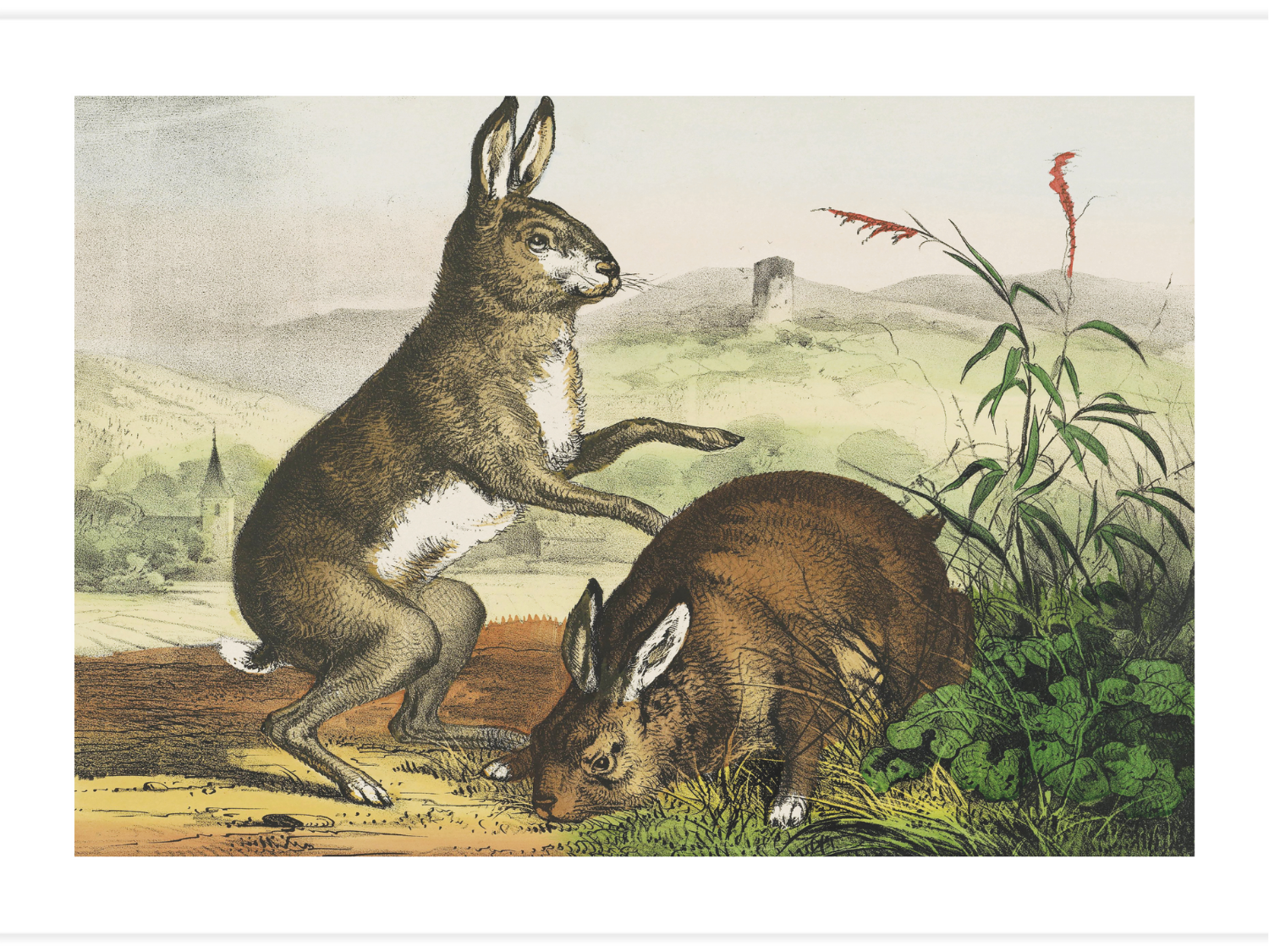 Bild på Hase, hare, haas