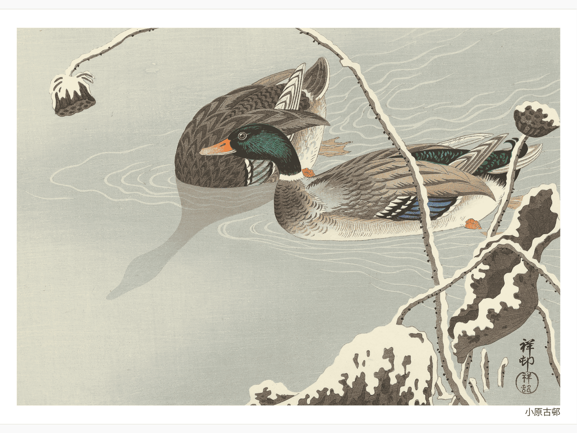 Bild på Two Mallards near a Snow Covered Lotus