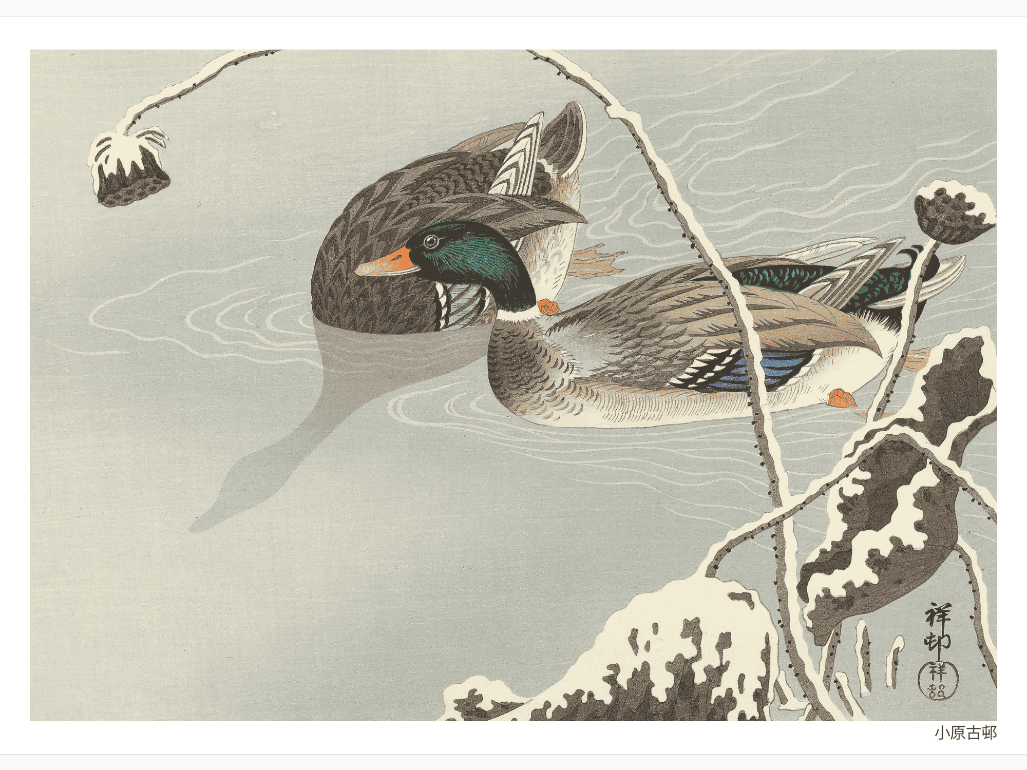 Bild på Two Mallards near a Snow Covered Lotus