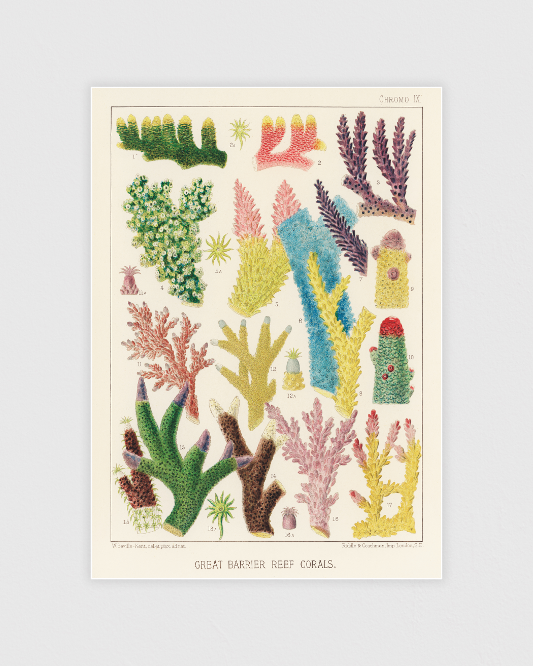 Bild på Great Barrier Reef Corals