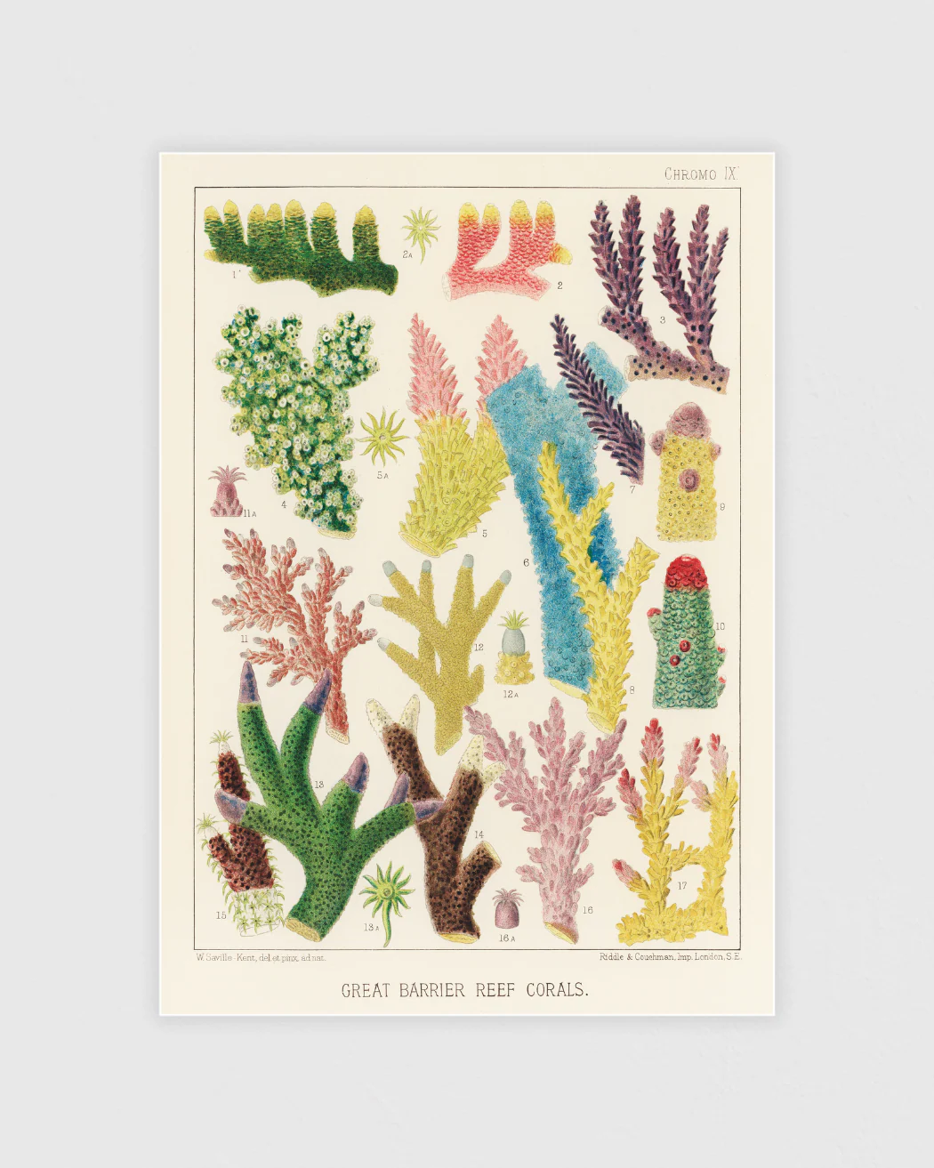 Great Barrier Reef Poster Set