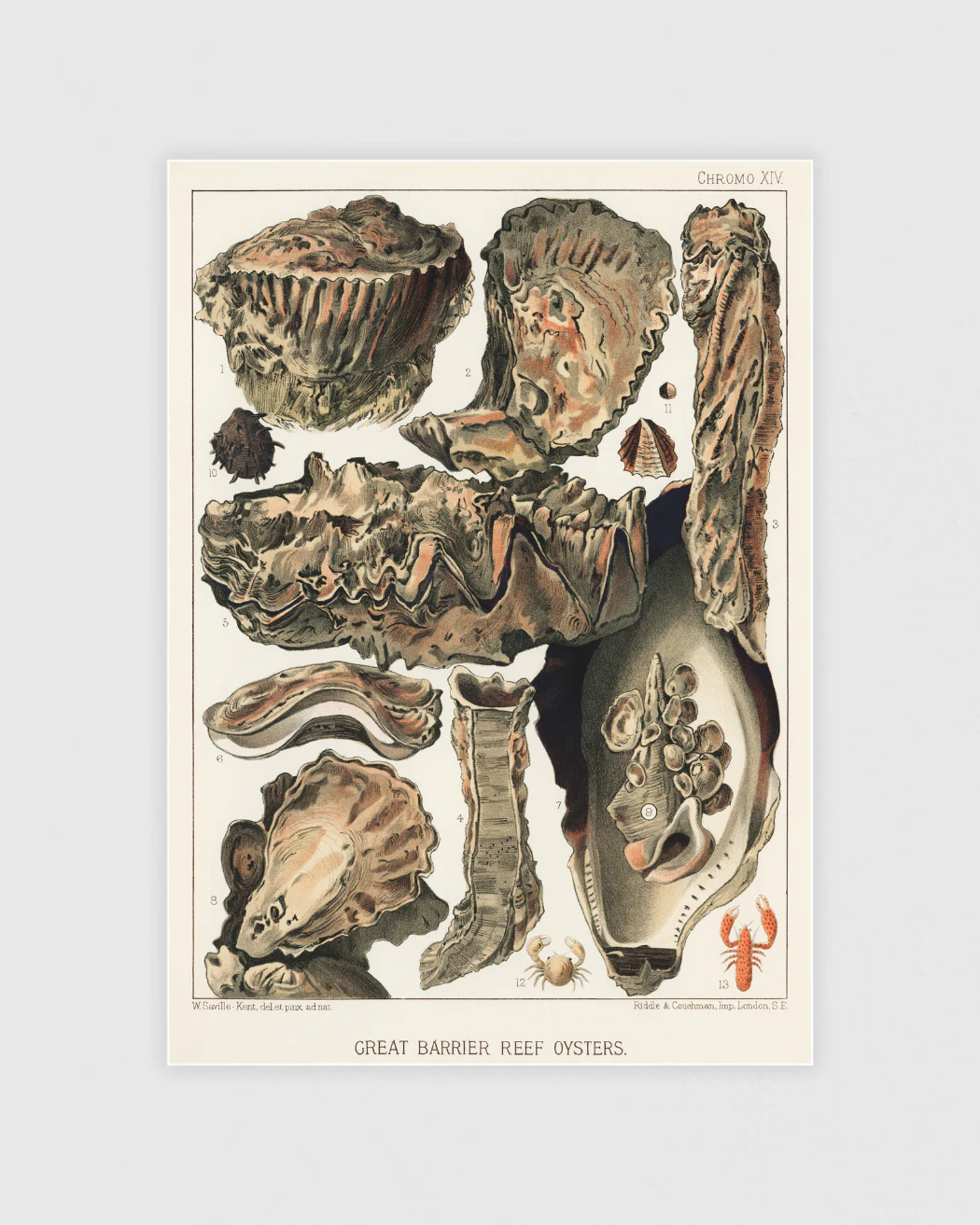Great Barrier Reef Poster Set