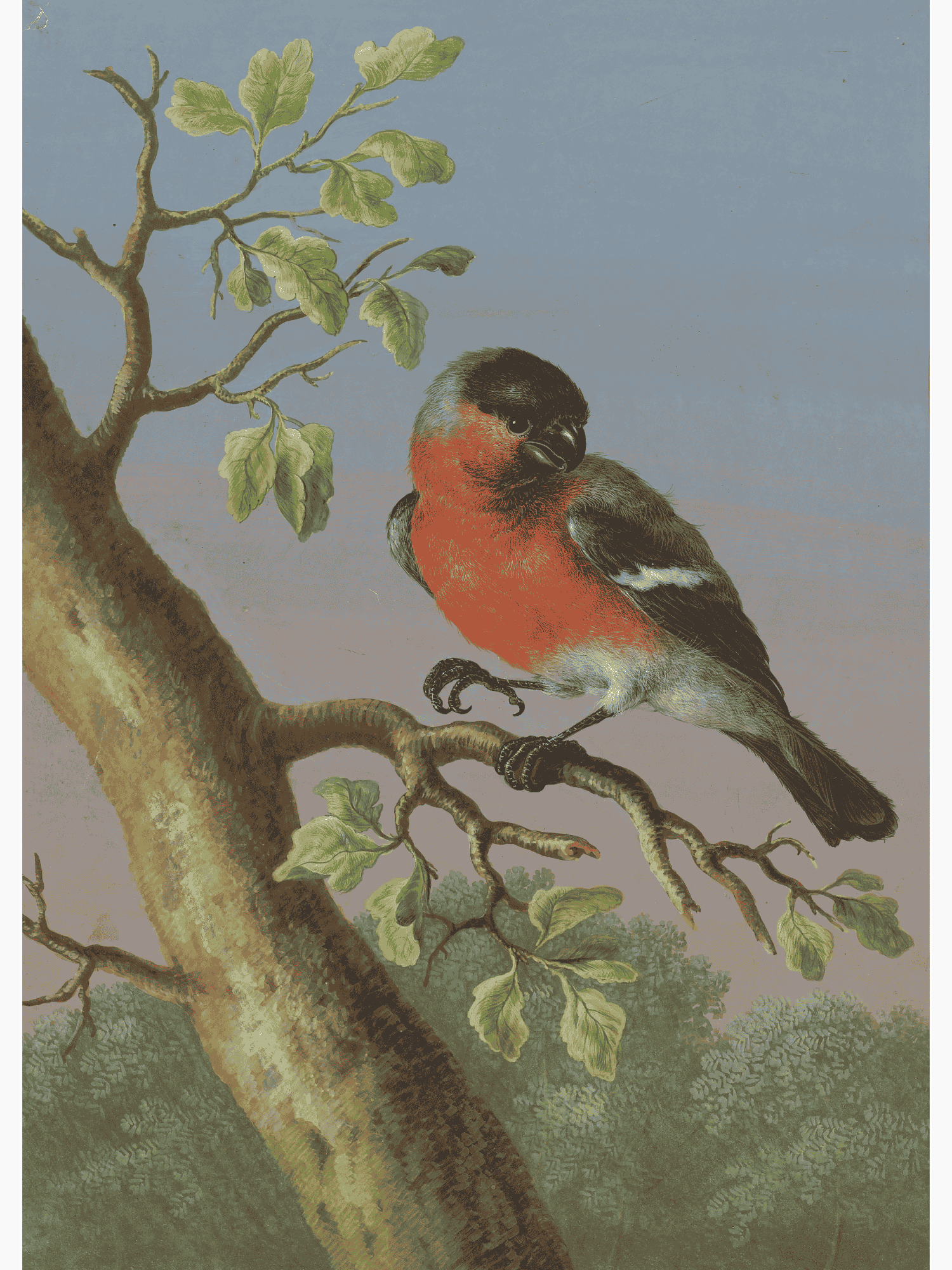 Bild på Eurasian Bullfinch