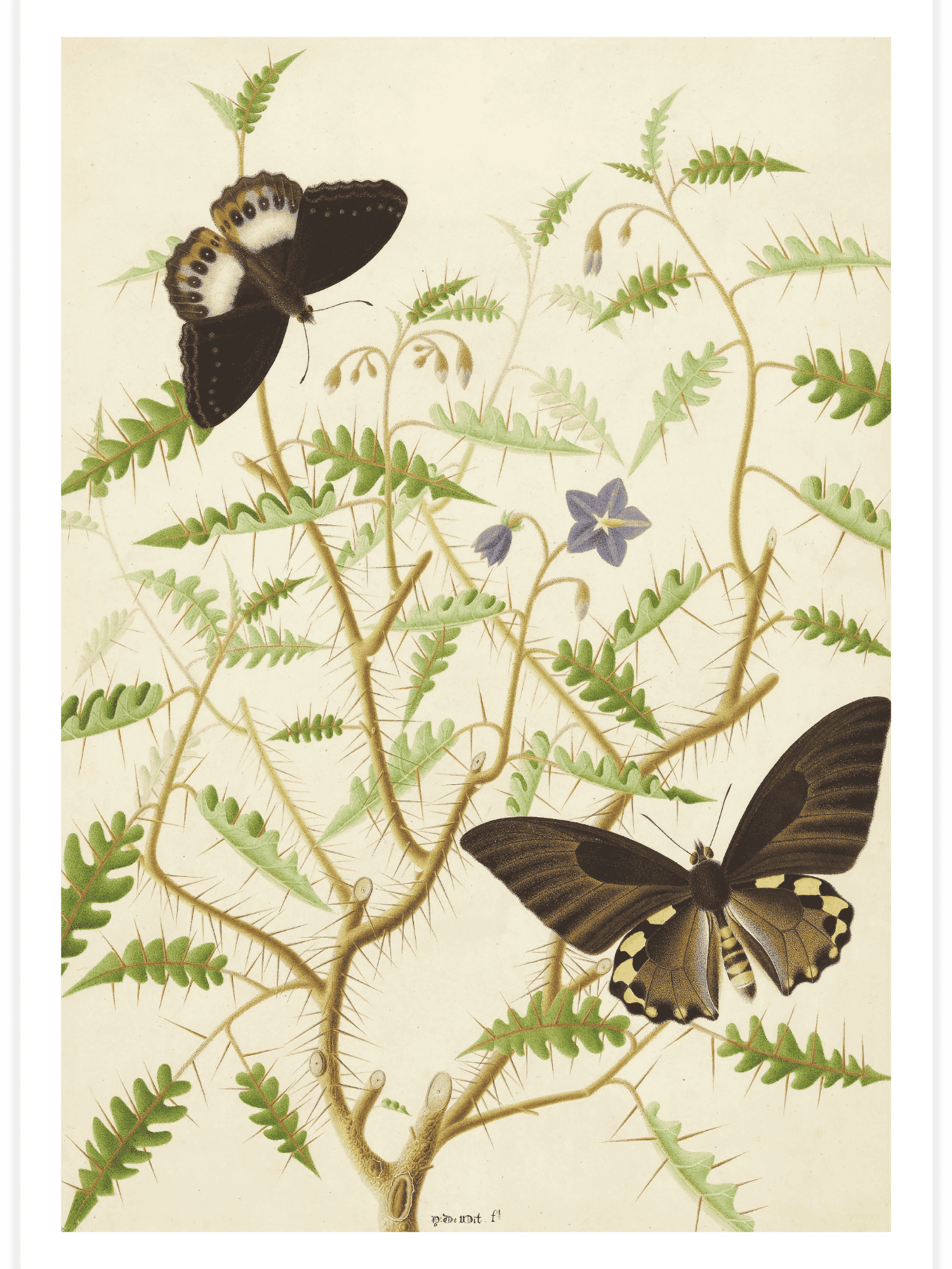 Bild på Two Exotic Butterflies on a Blooming Bush