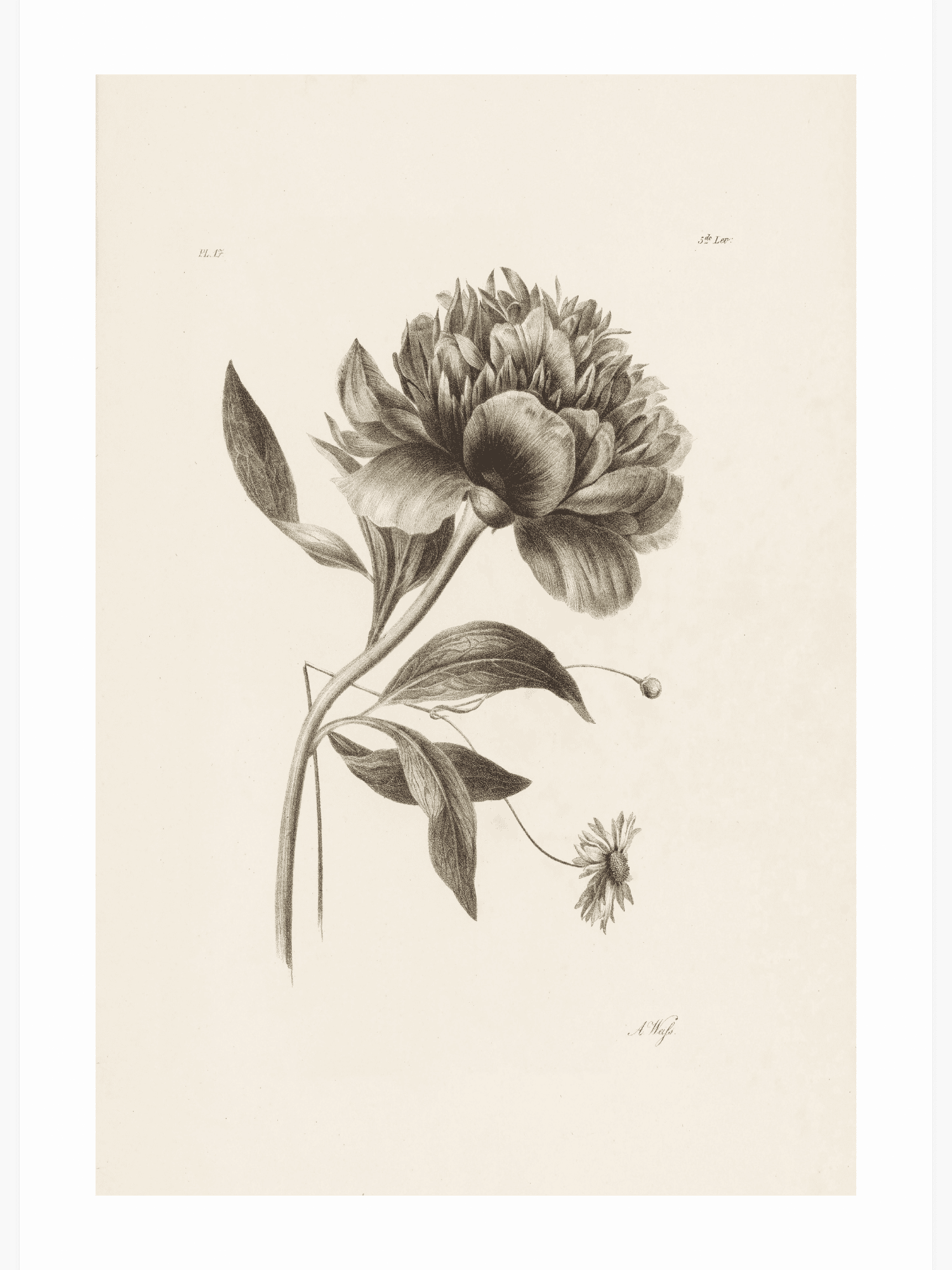 Bild på Peony