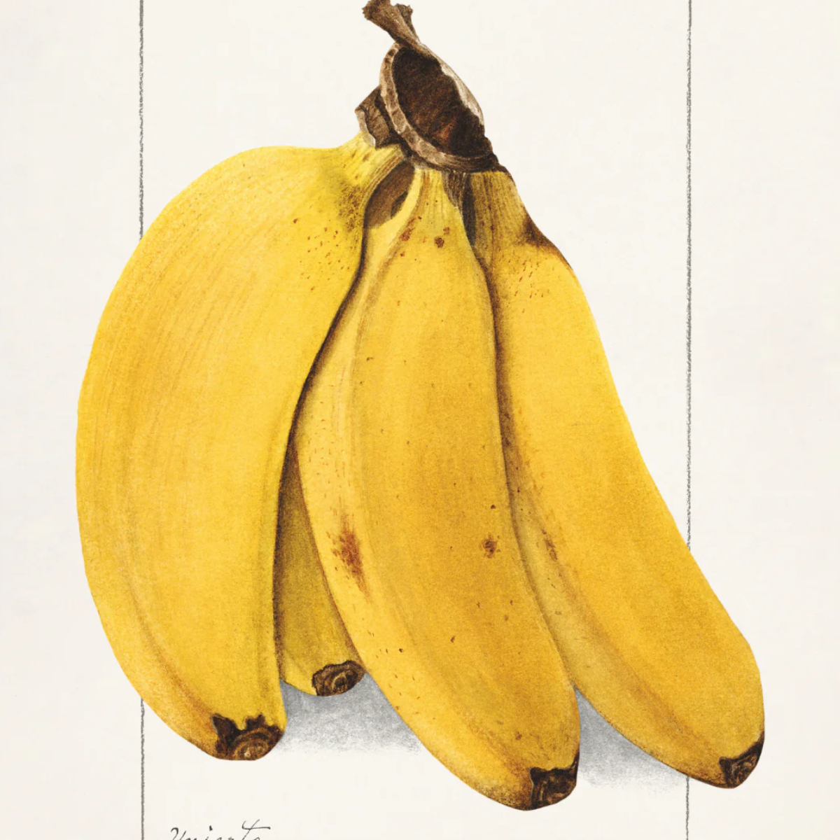 Ellen Isham Schutt Posters