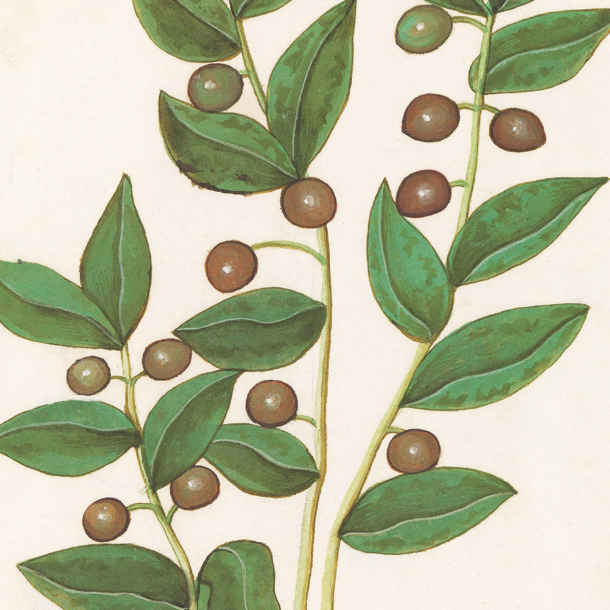 Botanical poster by Anselmus de Boodt with vintage illustration of green leaves and berries, väggkonst i botanisk stil som passar kök och vardagsrum.