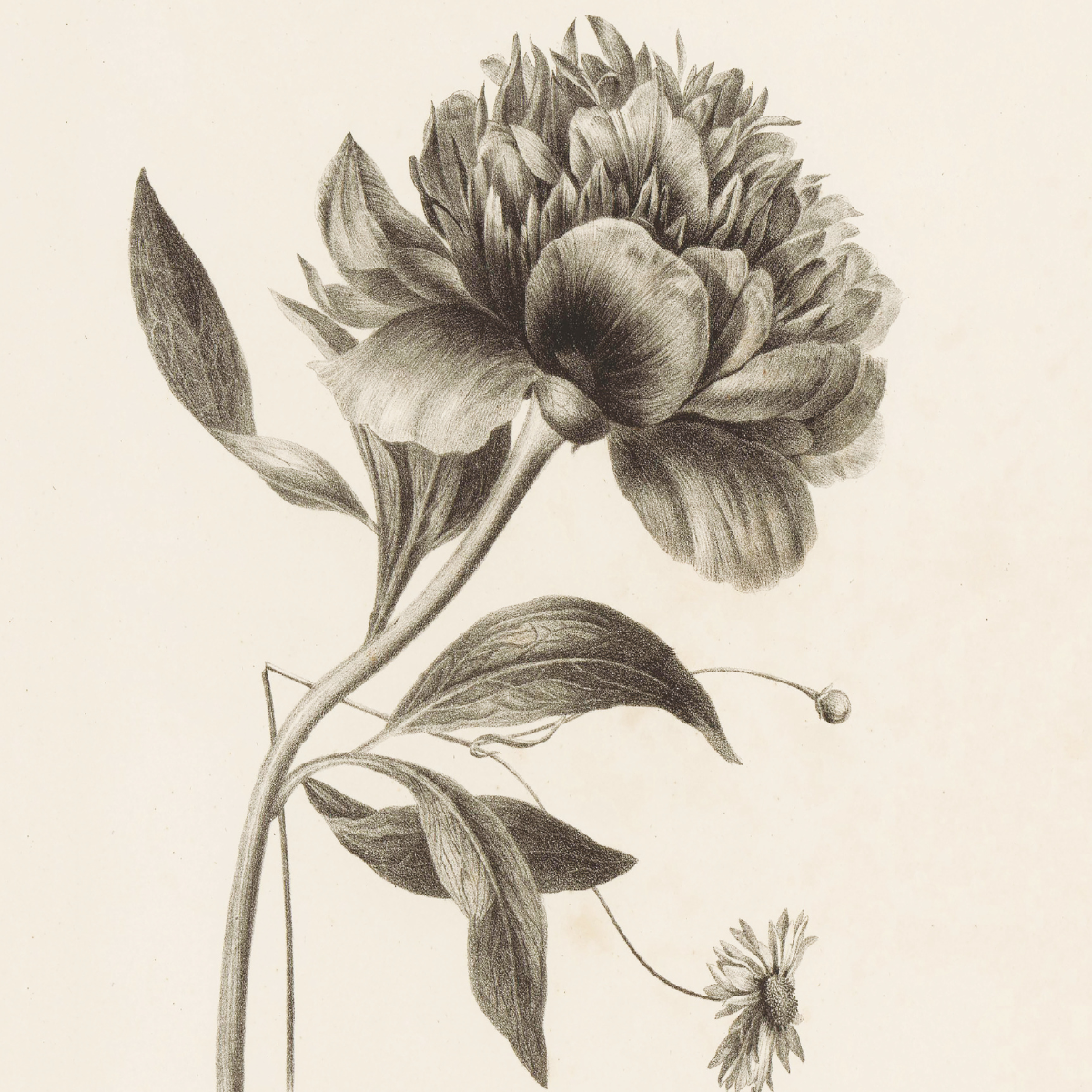 Black and white vintage poster of peony flower, botanisk illustration pion, elegant wall art for Scandinavian home decor.
