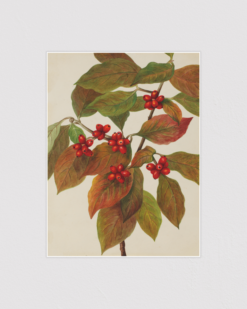 Flowering Dogwood (Cornus florida)