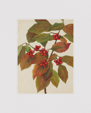 Flowering Dogwood (Cornus florida)