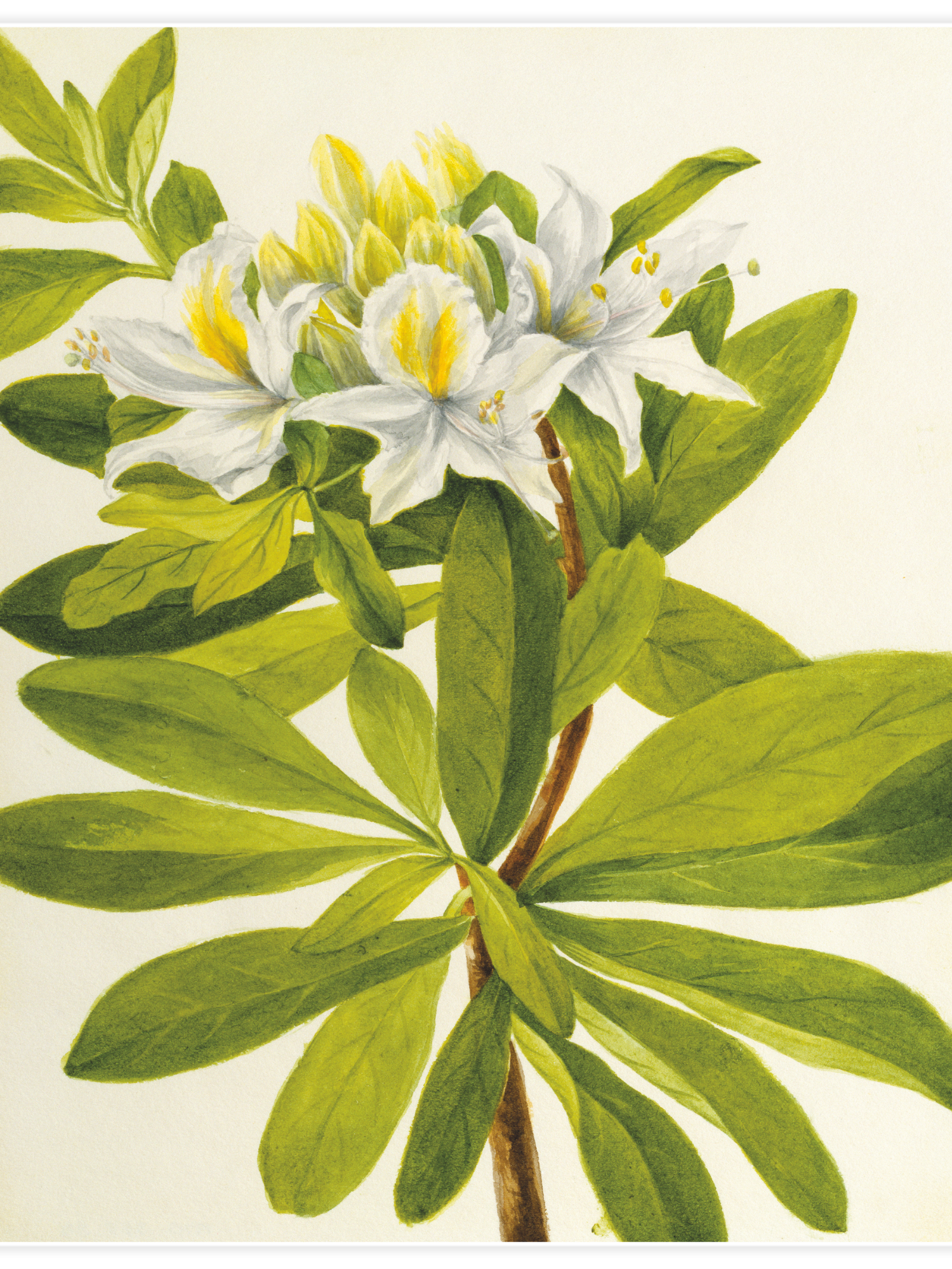 Western Azalea (Rhododendron occidentale)