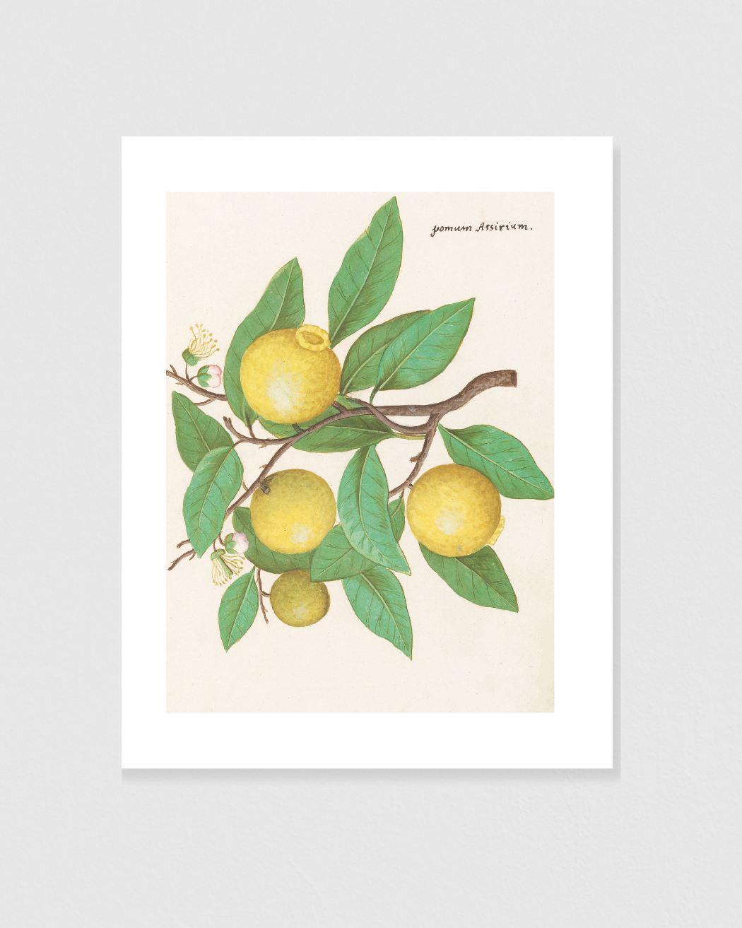 Lemon
