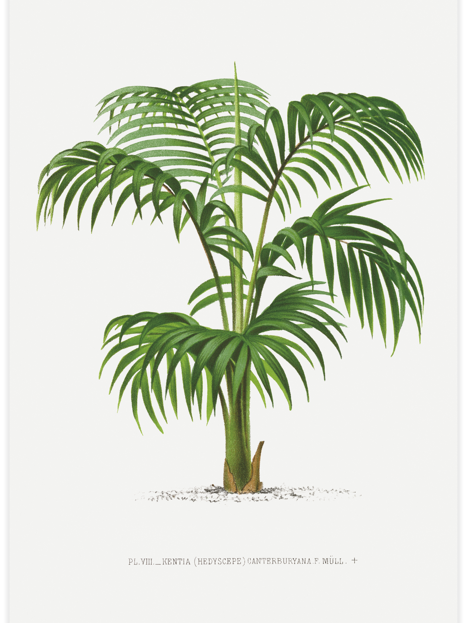 Vintage palm tree illustration No.1