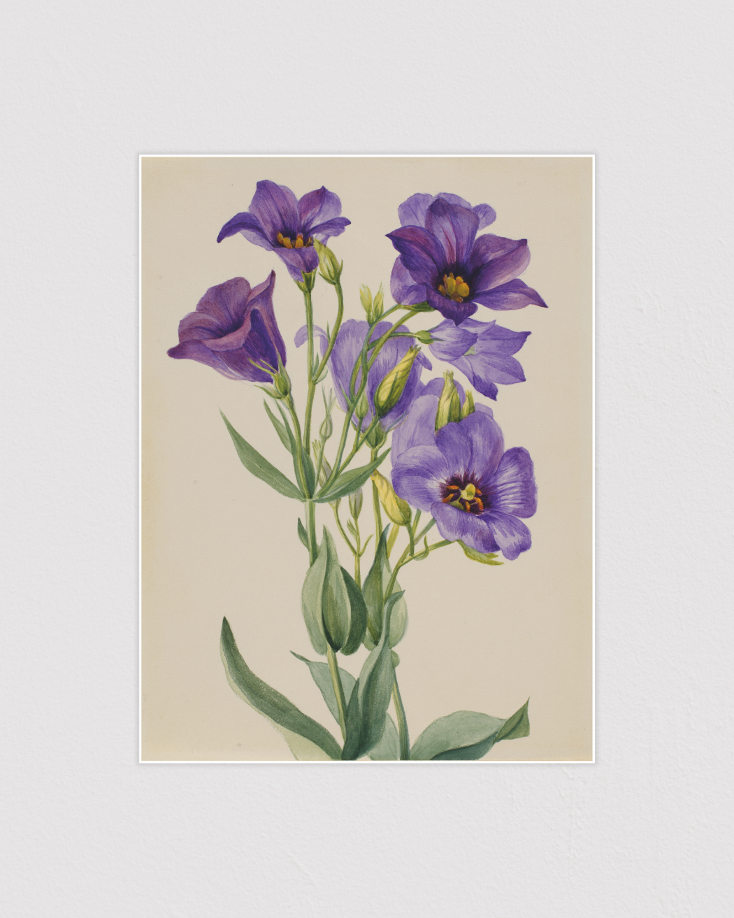 Eustoma russelianum