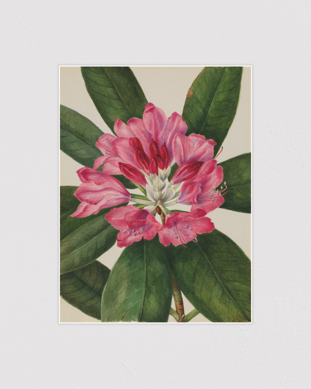 Mountain Rose-Bay (Rhododendron catawbiense)