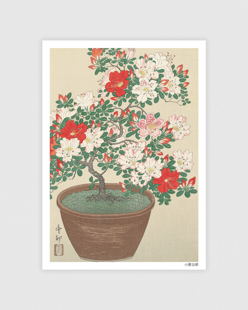Blooming azalea in brown pot