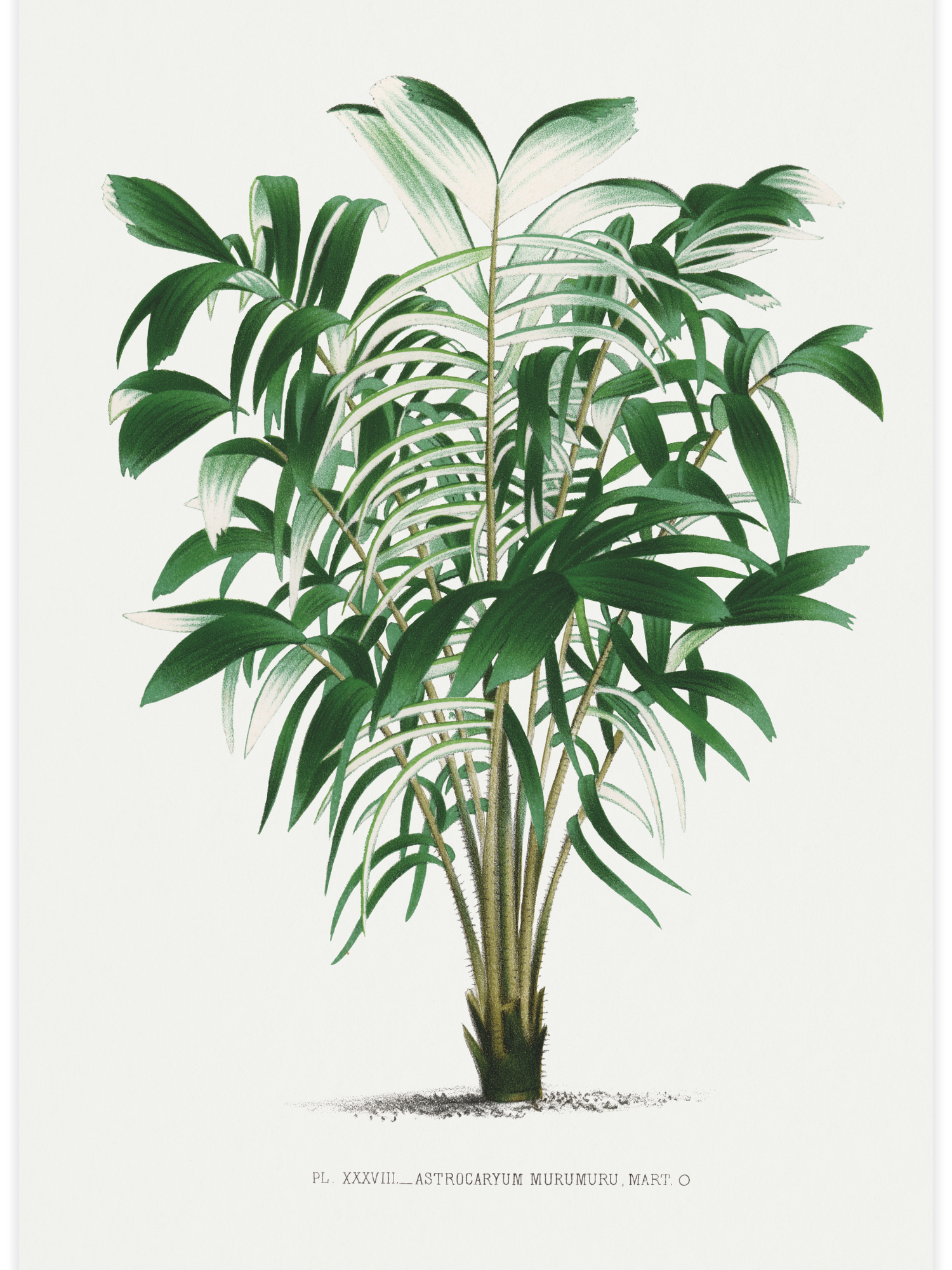 Vintage palm tree illustration No.3