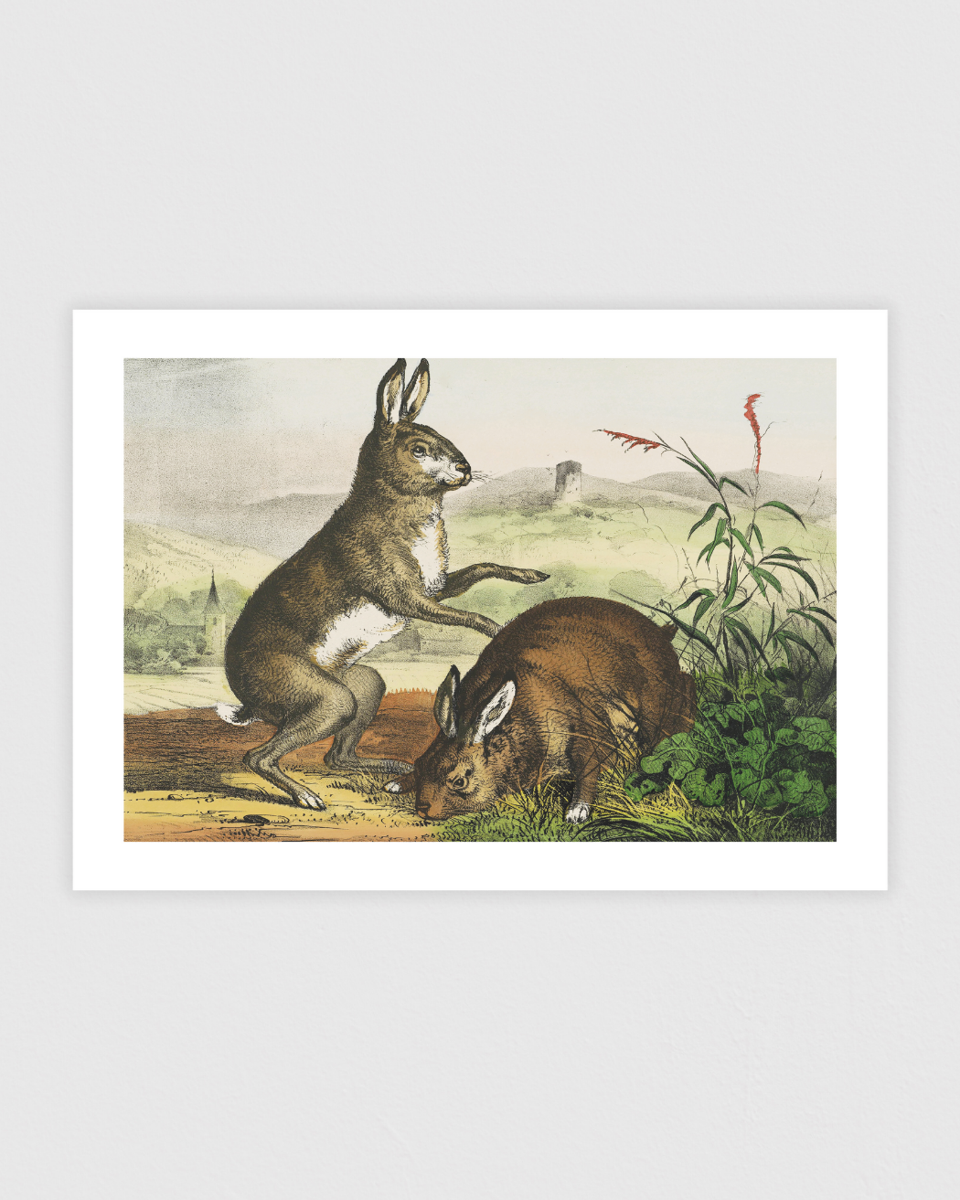 Hase, hare, haas