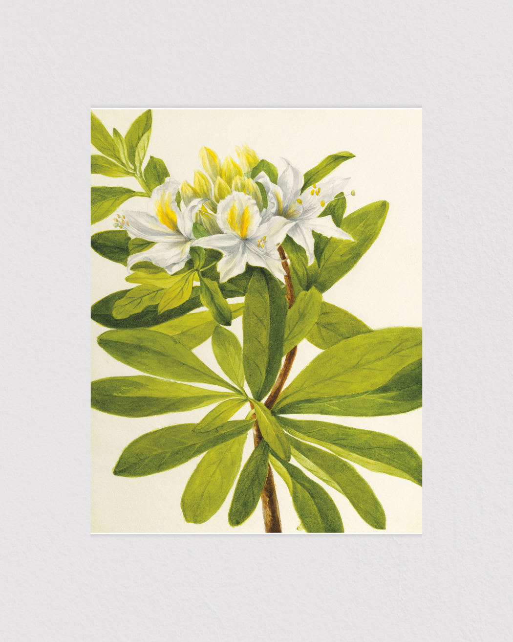Western Azalea (Rhododendron occidentale)
