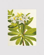 Western Azalea (Rhododendron occidentale)