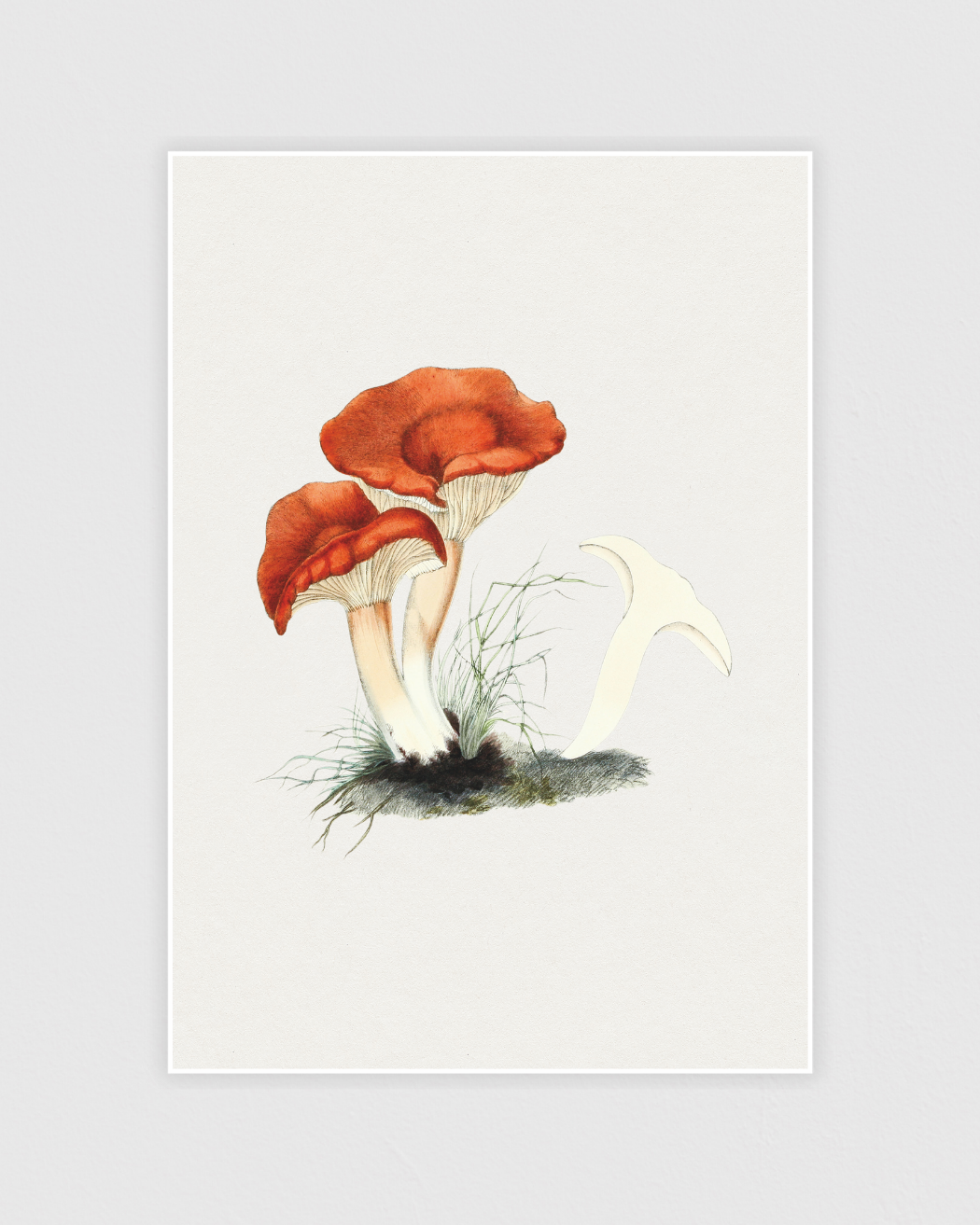Rufous milkcap