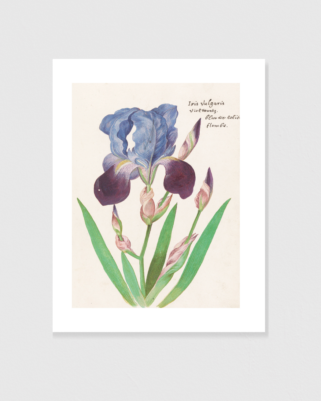 Paarse Iris