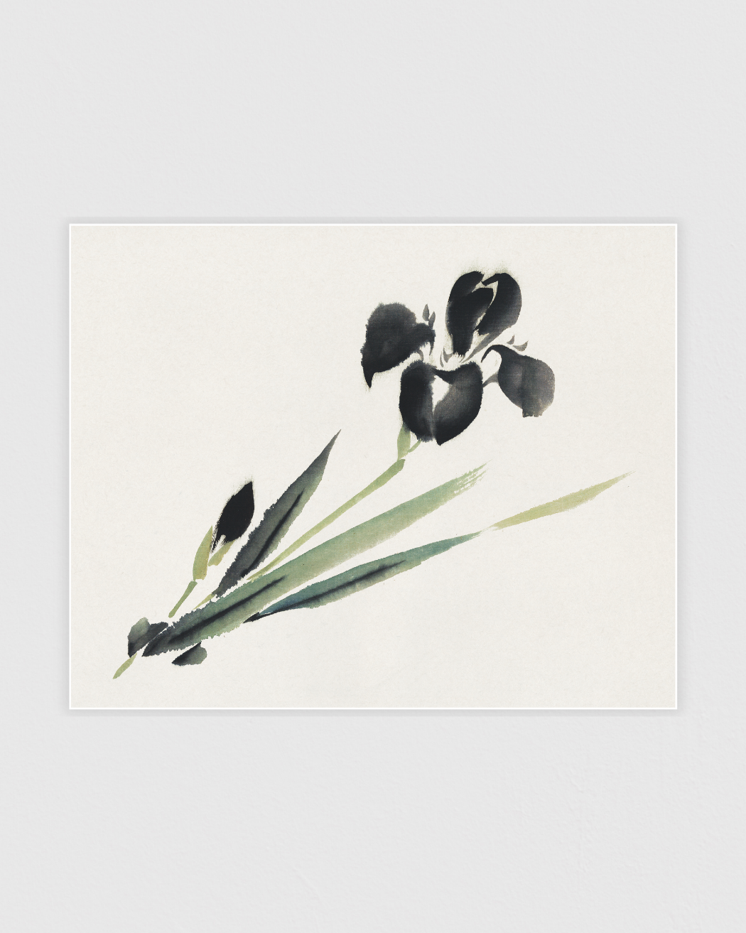 Aesthetic iris