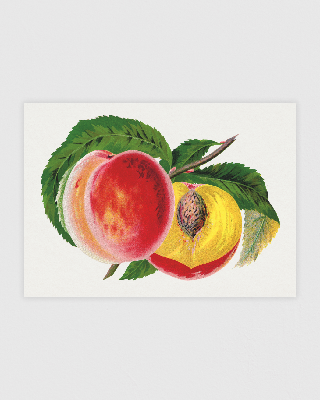 Hale's Hardy Peach