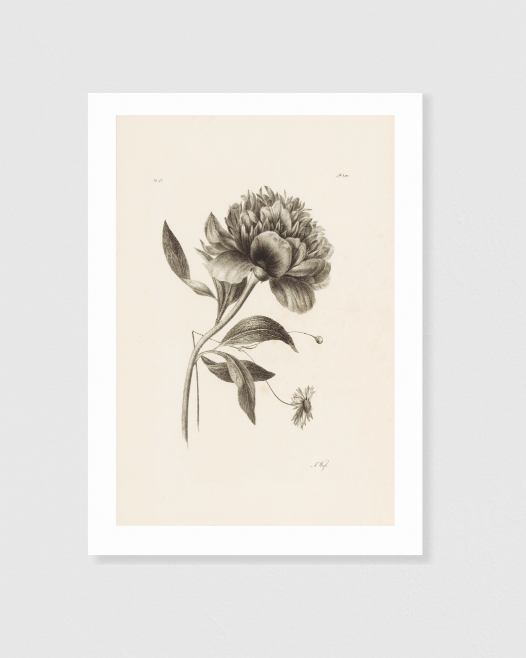 Peony