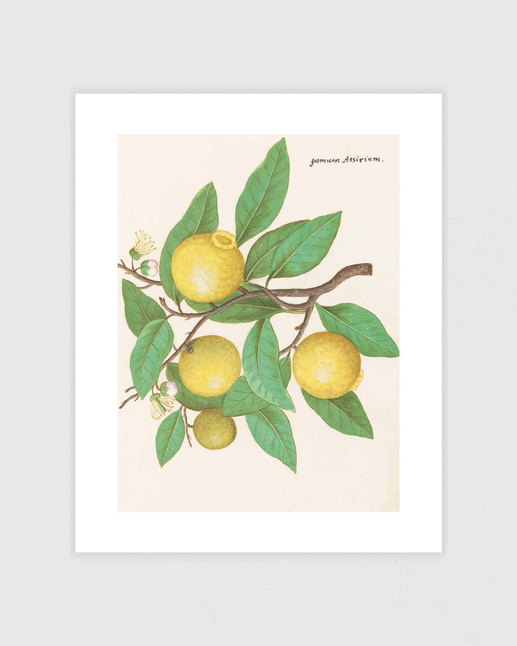 Lemon