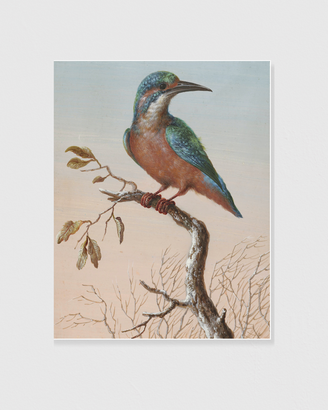 Common Kingfisher