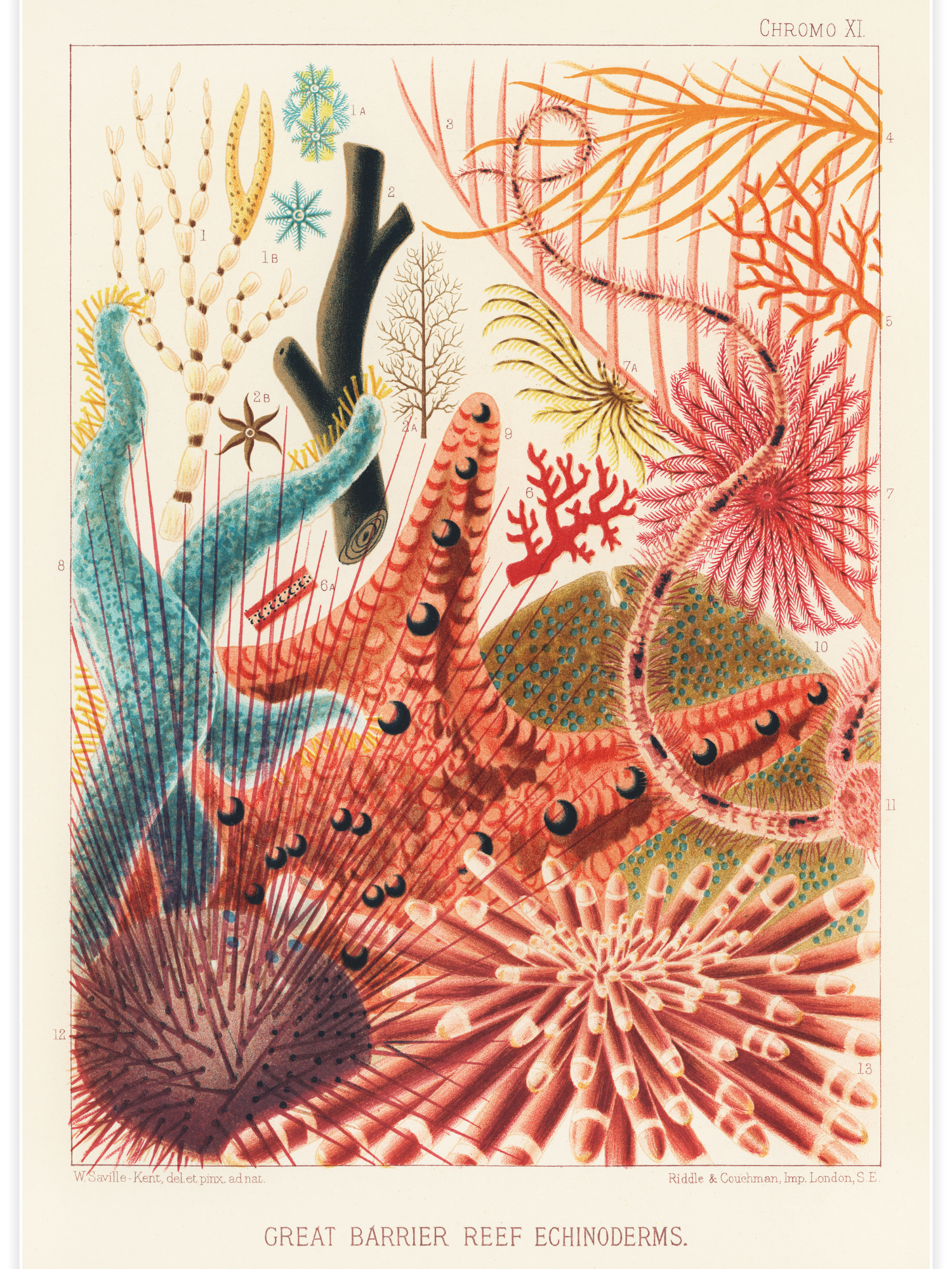 Great Barrier Reef Echinoderms
